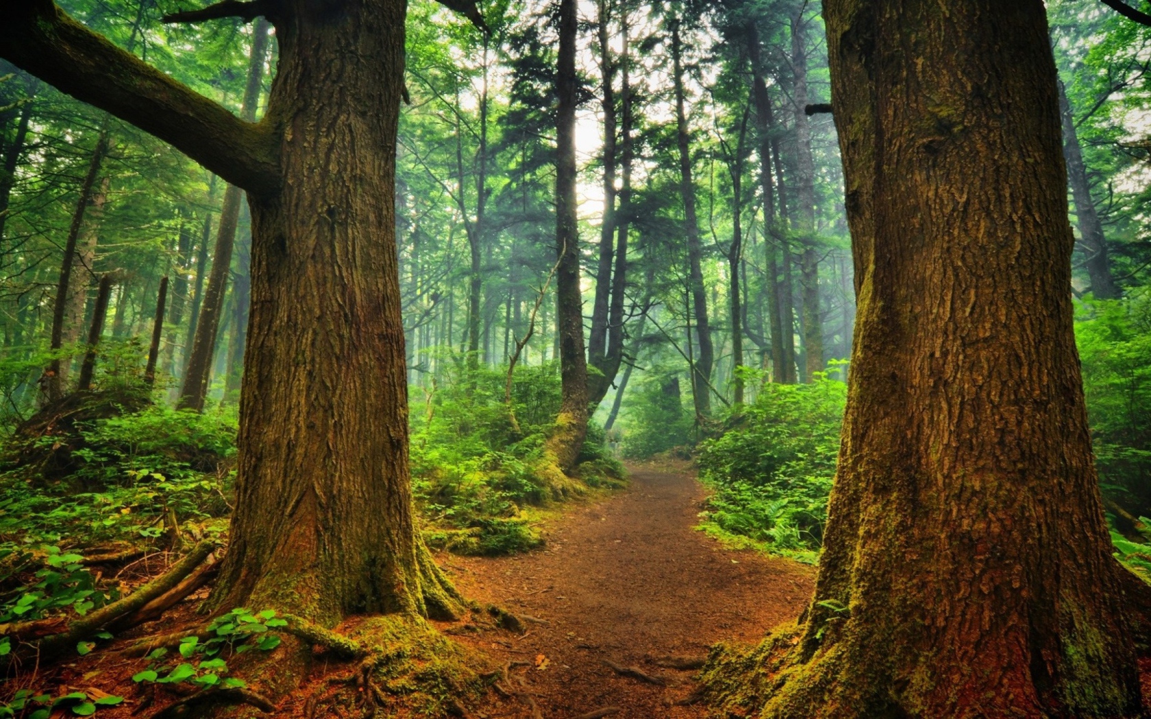 Тропинка среди деревьев