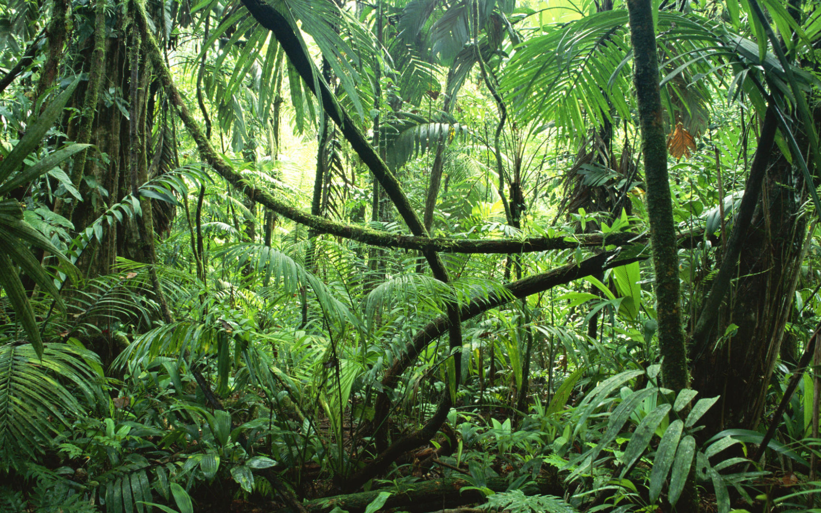 Тропические джунгли