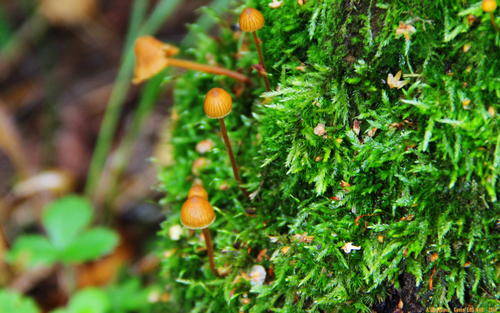 Семейка грибов опят