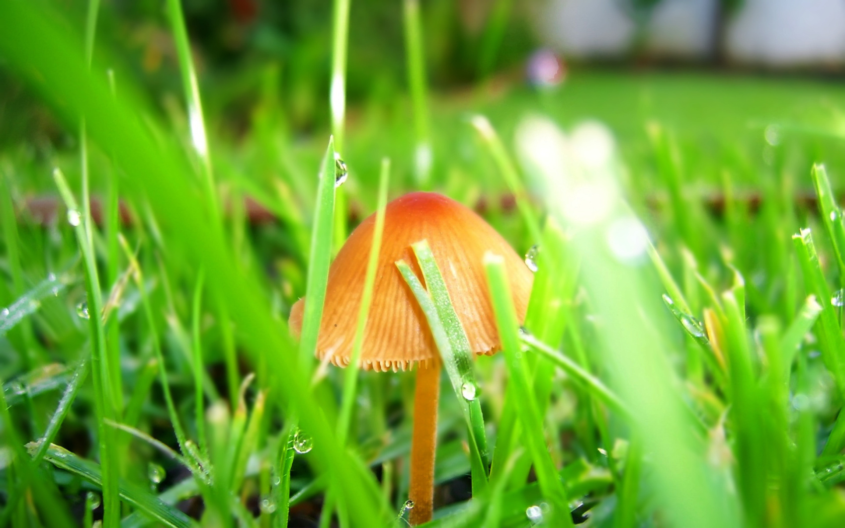 Mushrooms after the rain