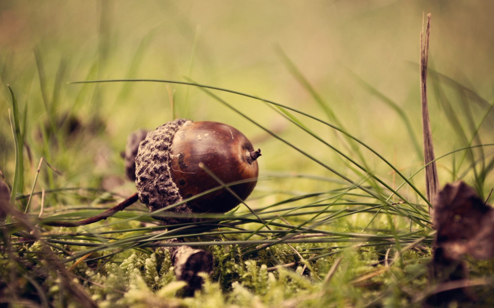 Желудь лежит на траве