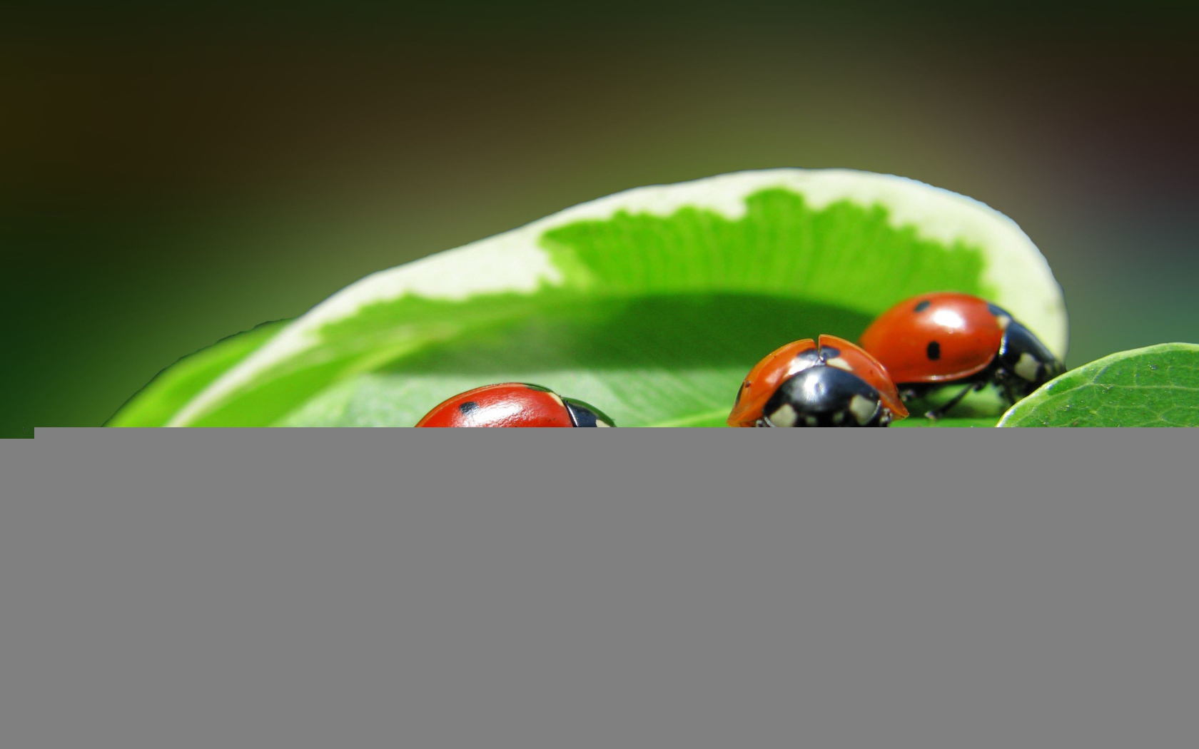 Жучки на зеленом листике