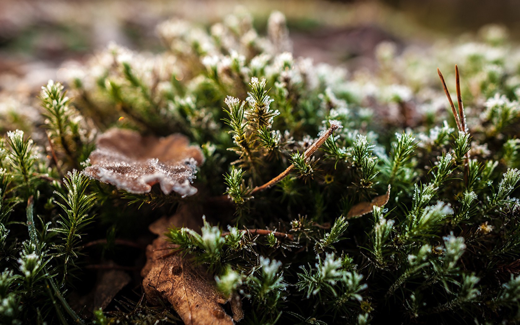 Хвойные ветки в снегу
