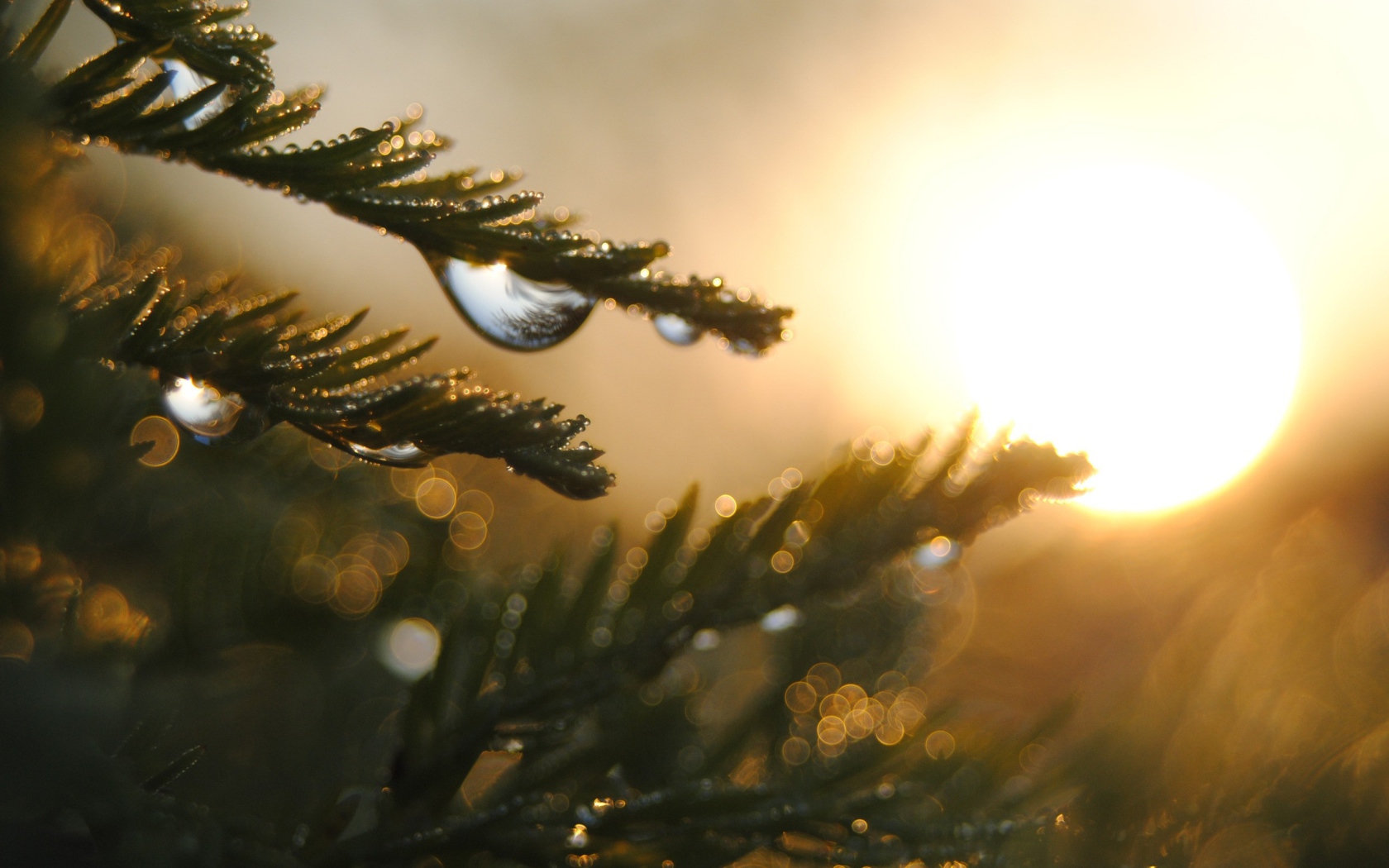 Капли на ветках дерева