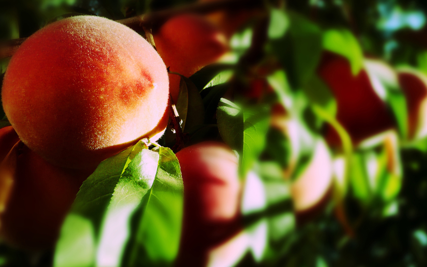 Персик на ветке