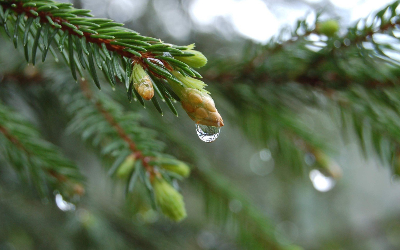 Весенние побеги