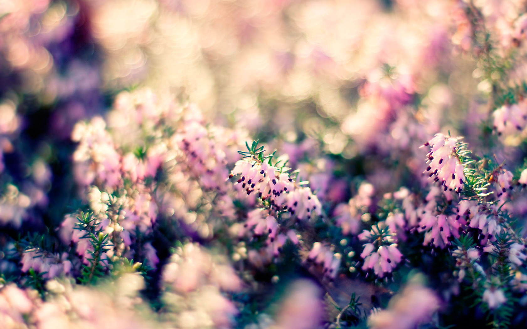 Растение с цветами