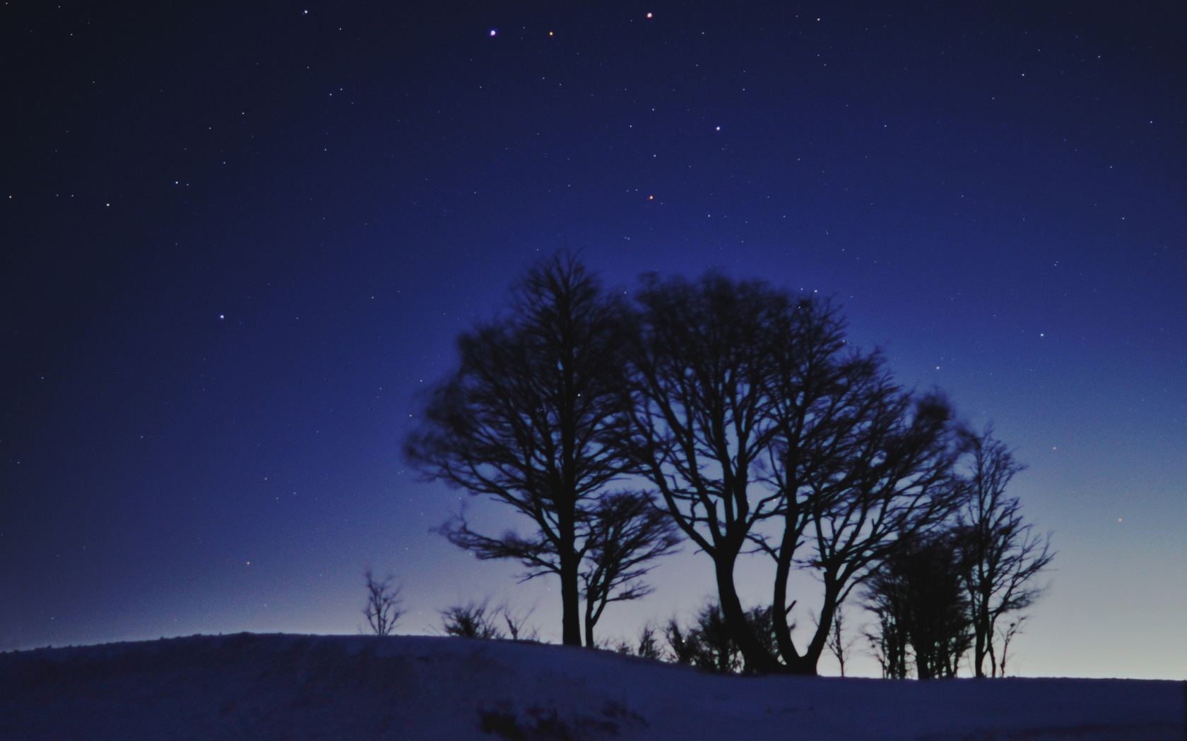 Силуэты деревьев на звездном небе