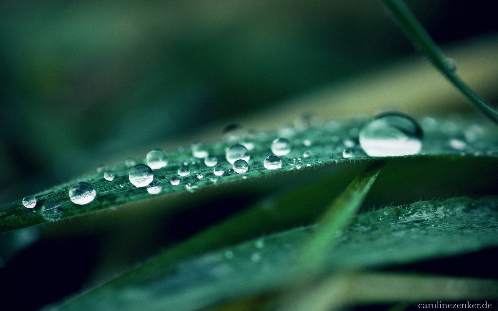 Капли воды на листьях