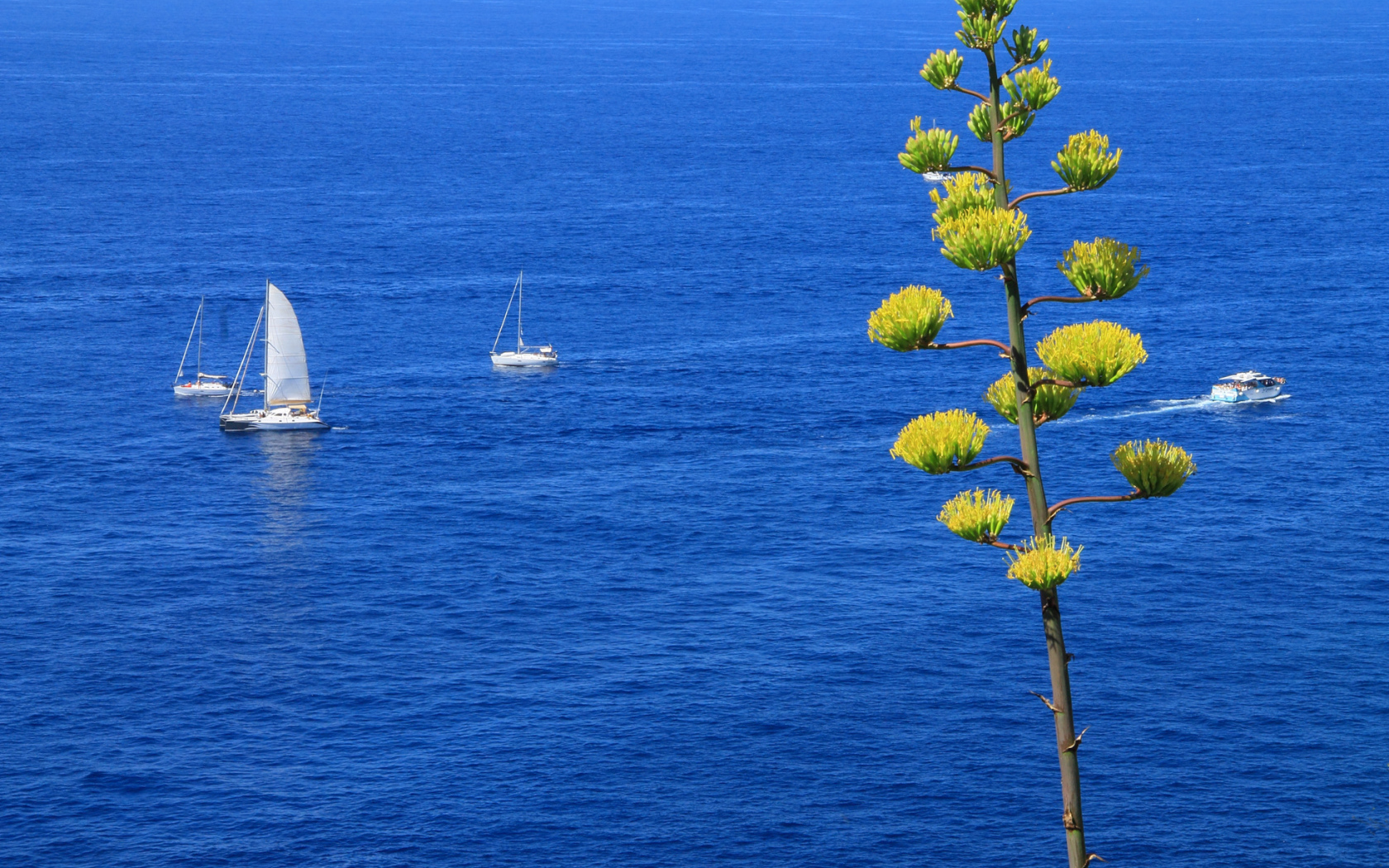 Парусники в море