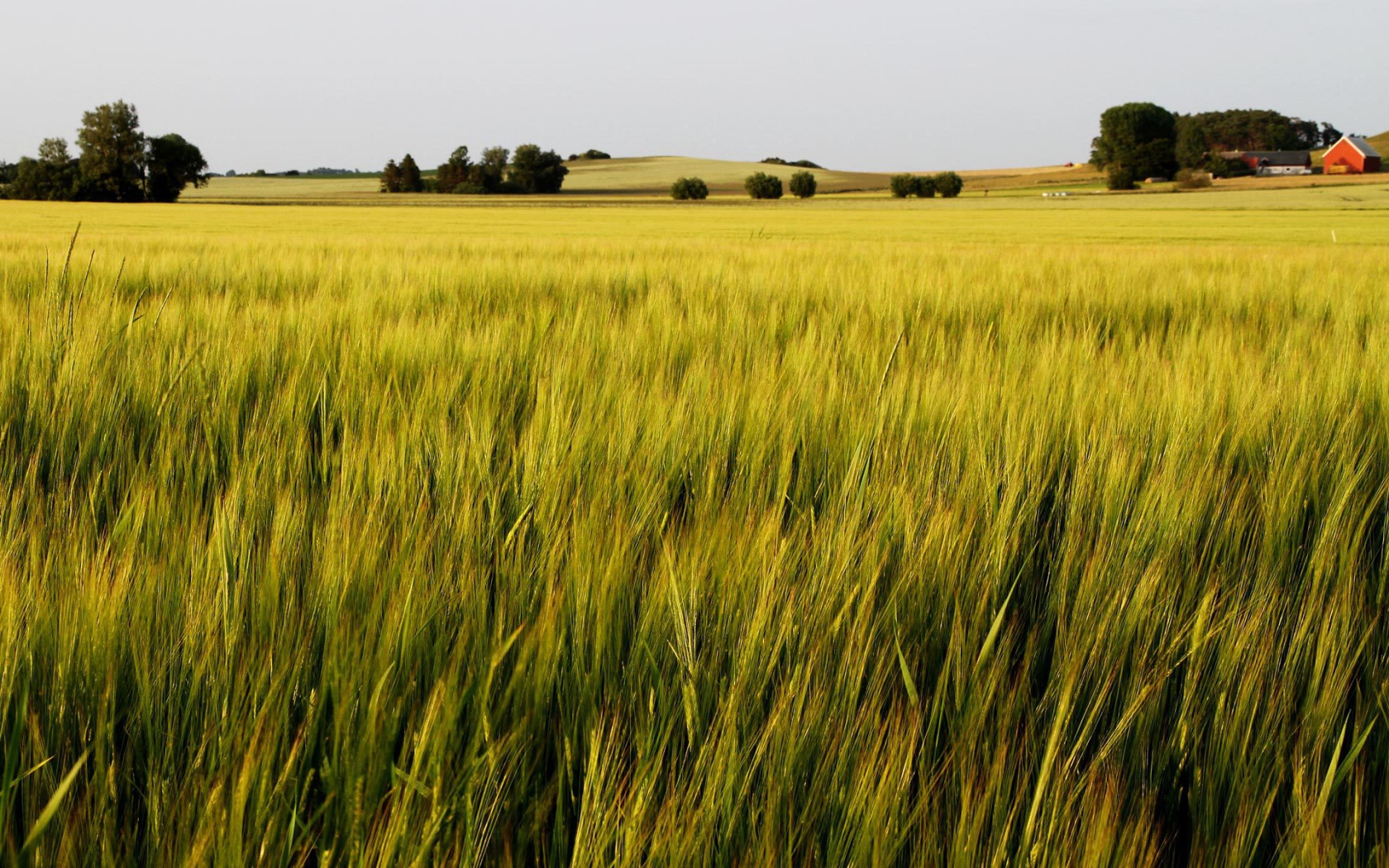 Зеленое летнее поле