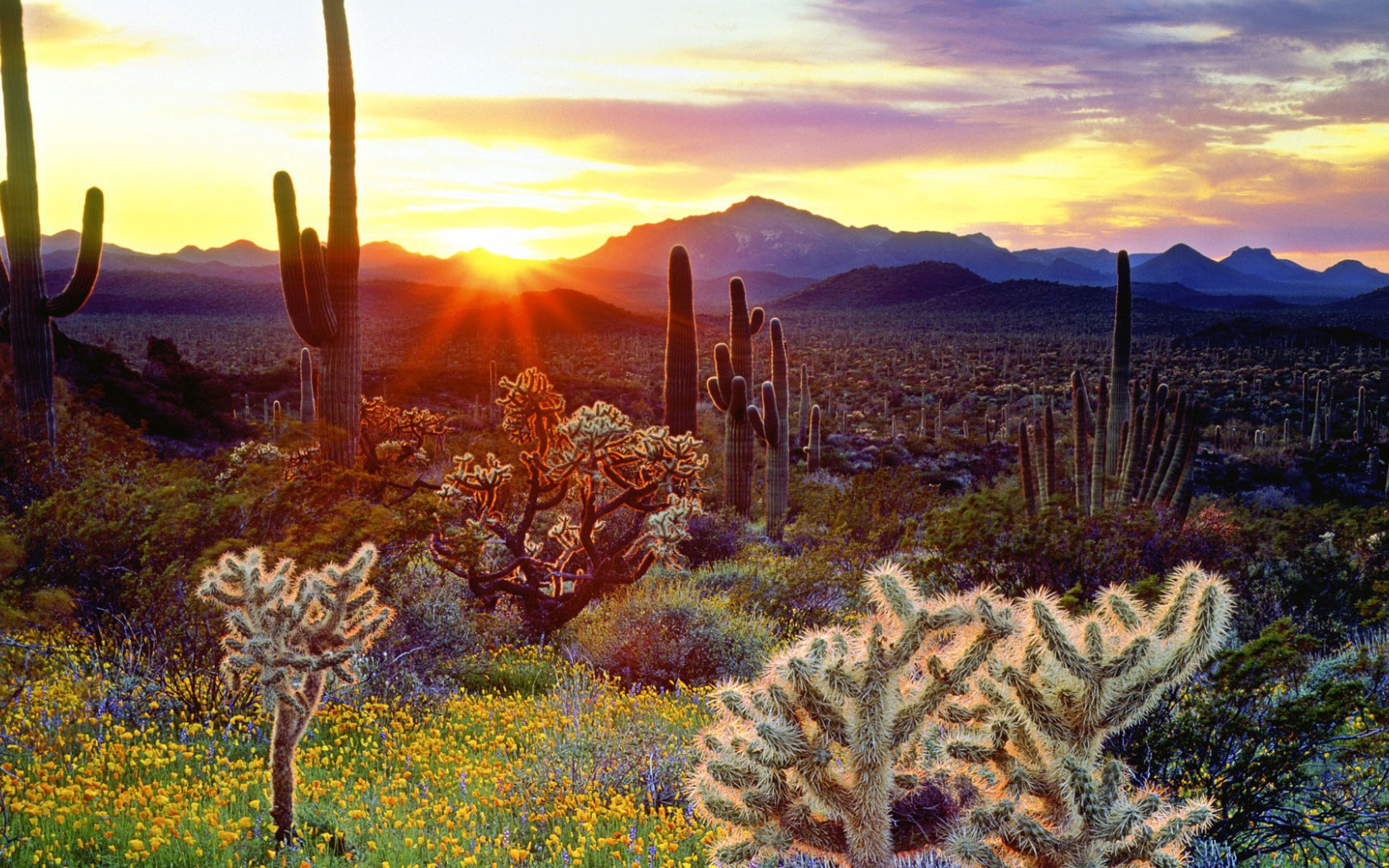 Закат над кактусами