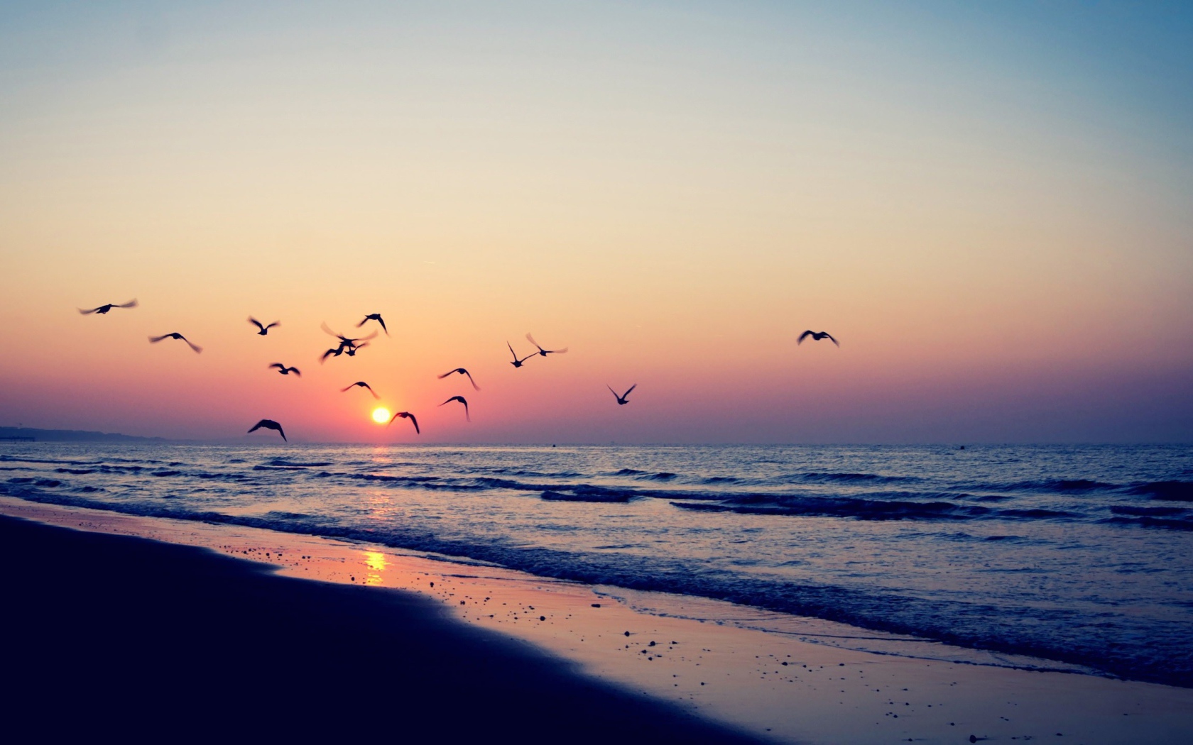 Птицы летят на закат