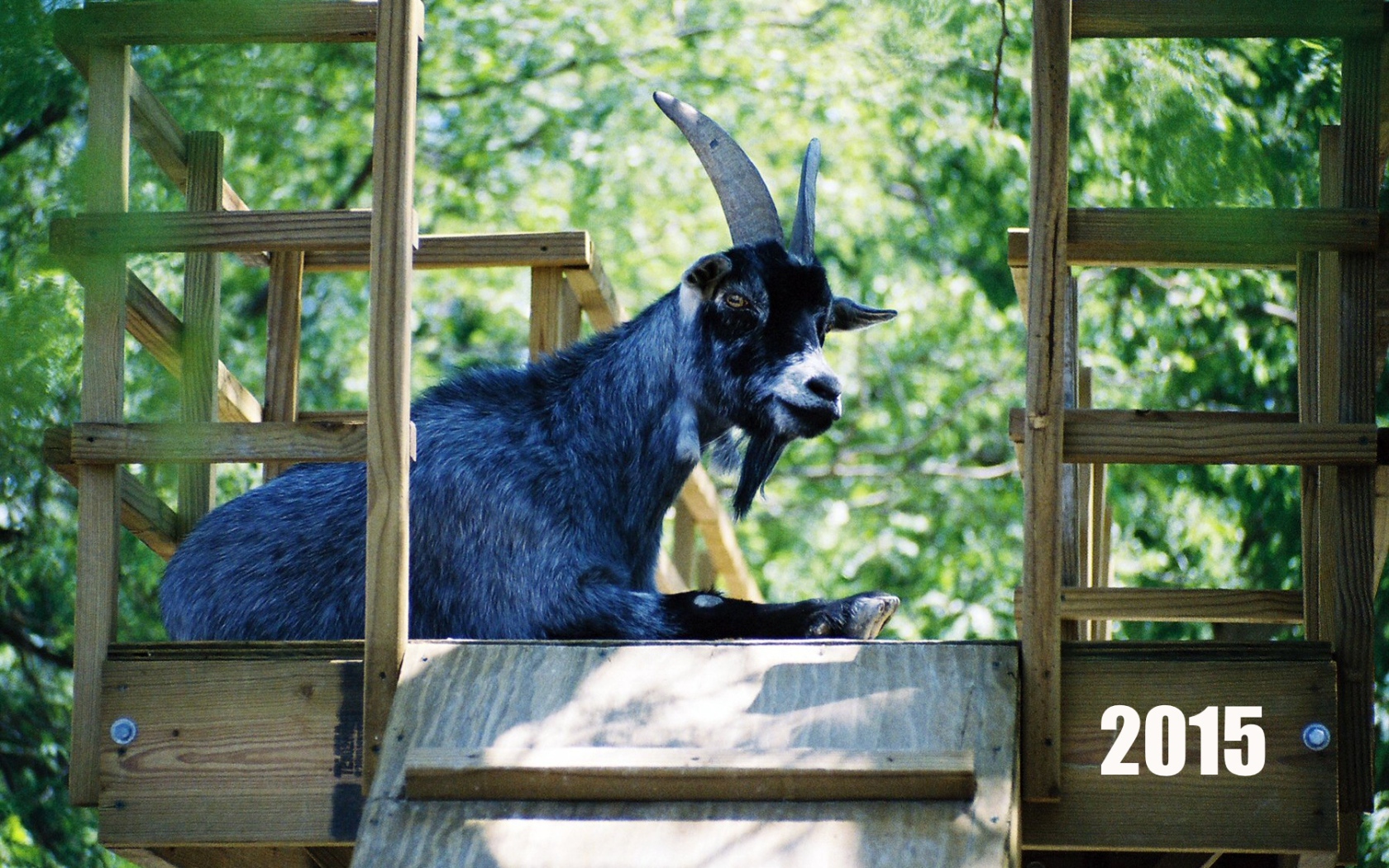 Новый Год 2015 Синяя коза