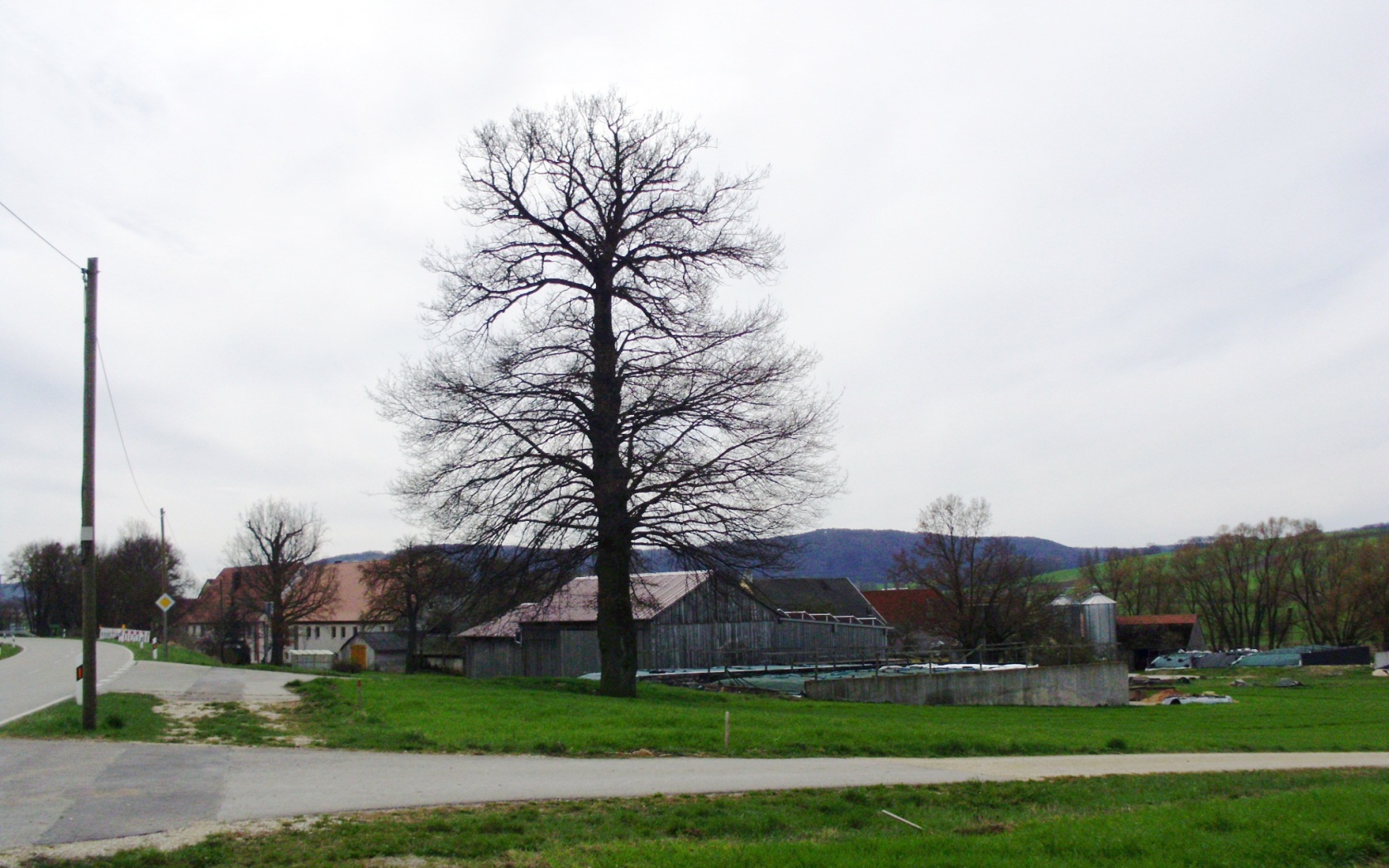 Сухое дерево в городе Лэнгенфельд, Австрия