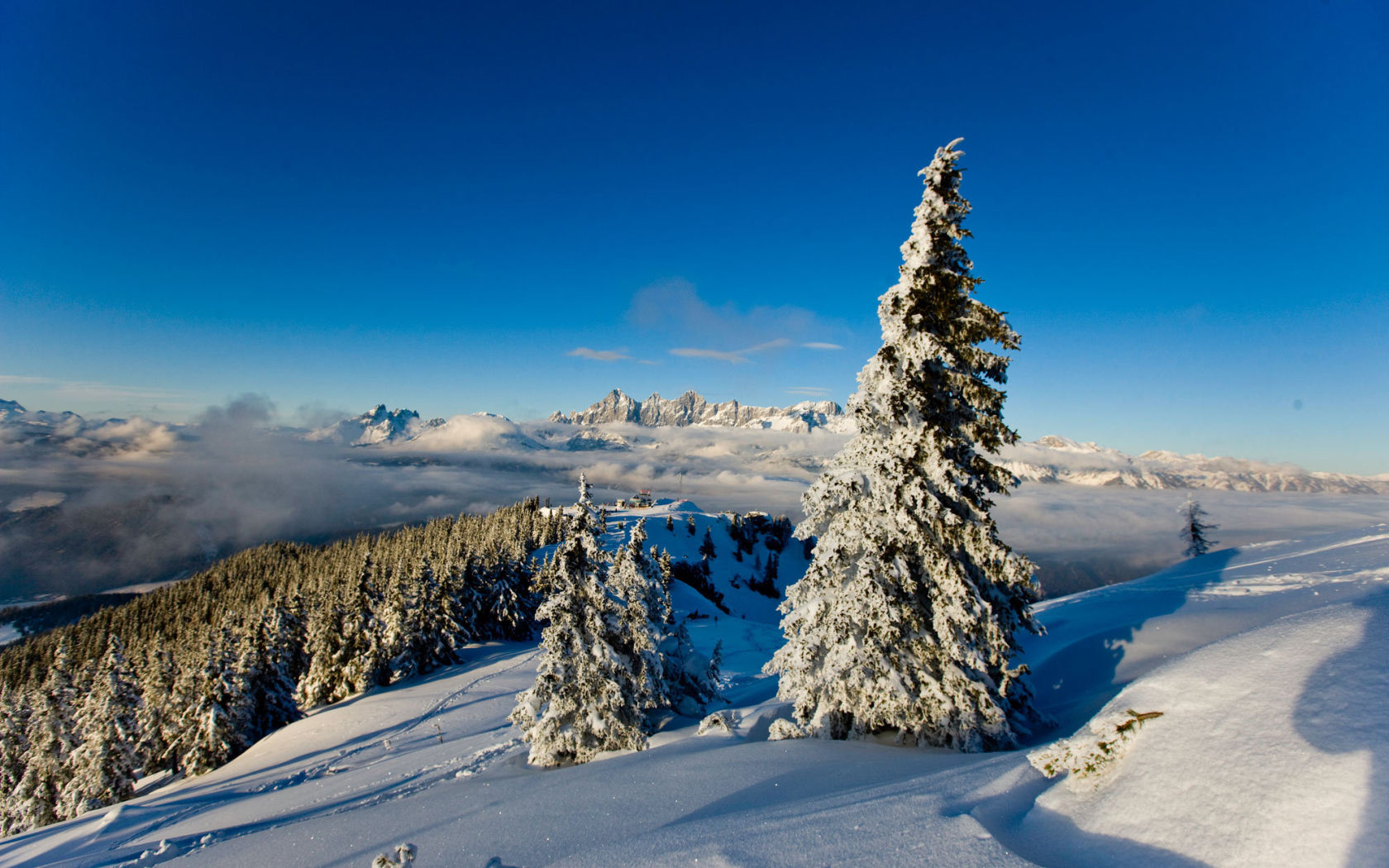 Заснеженная ель на горнолыжном курорте Шладминг, Австрия