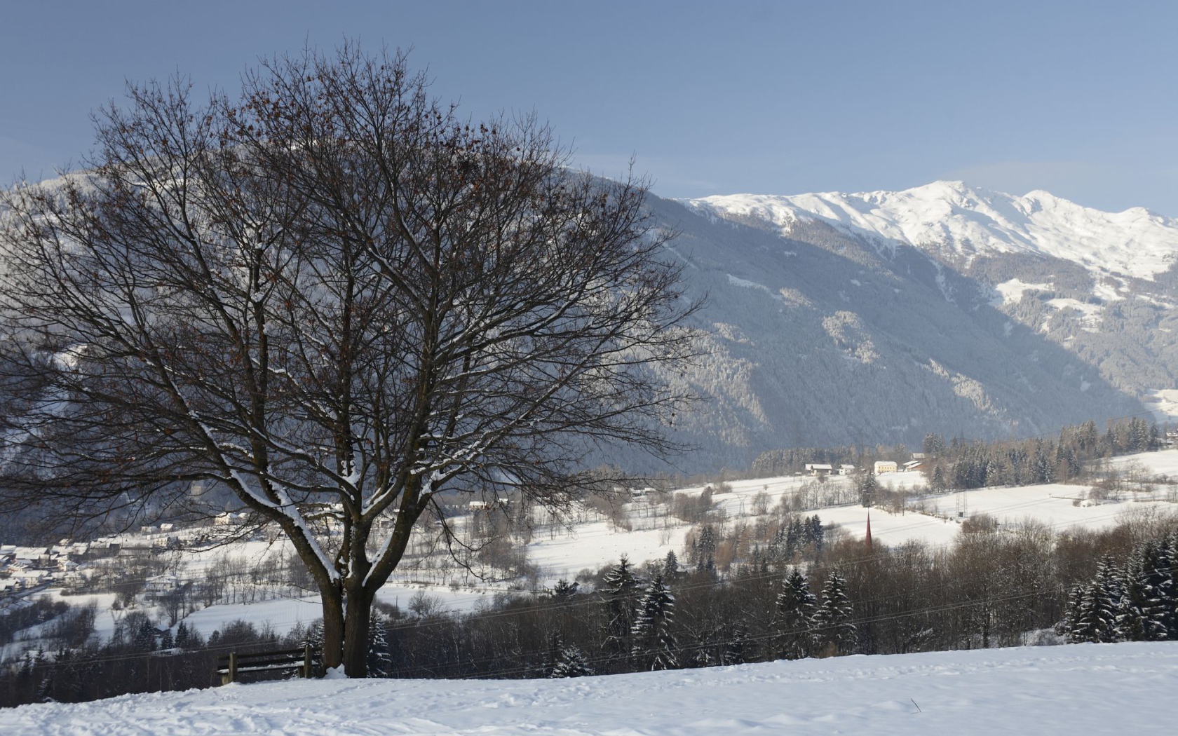 Дерево на фоне гор на курорте Лиенц, Австрия