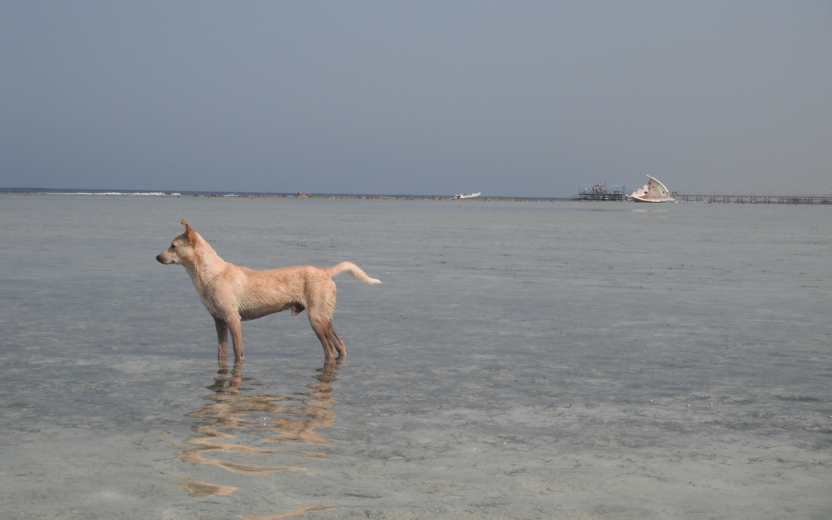 Собака в воде на курорте Марса Алам, Египет