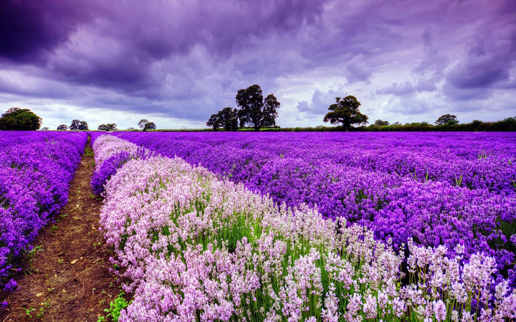 Цветущее поле в Провансе, Франция