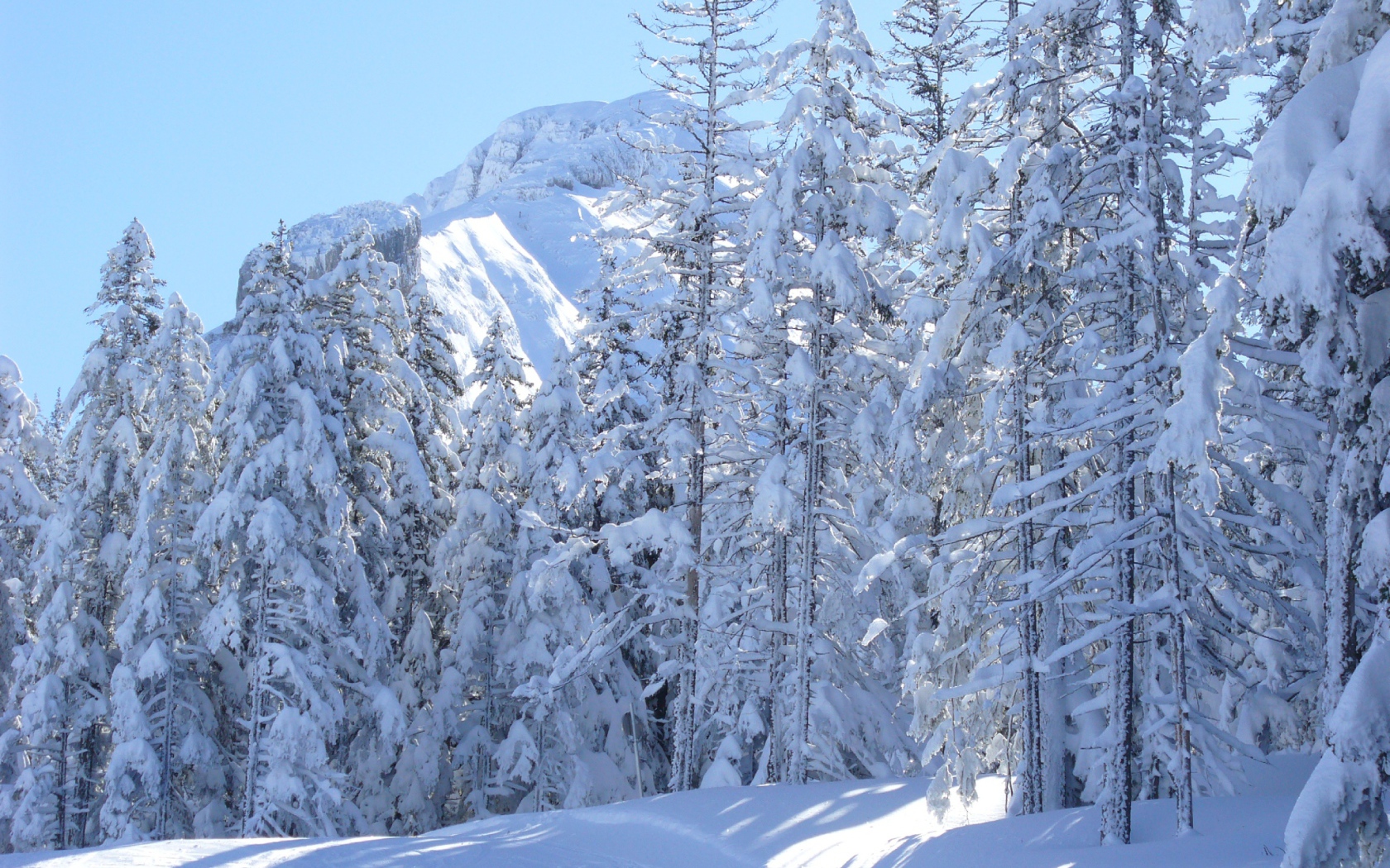 Заснеженные ели на курорте Виллар-де-Ланс, Франция
