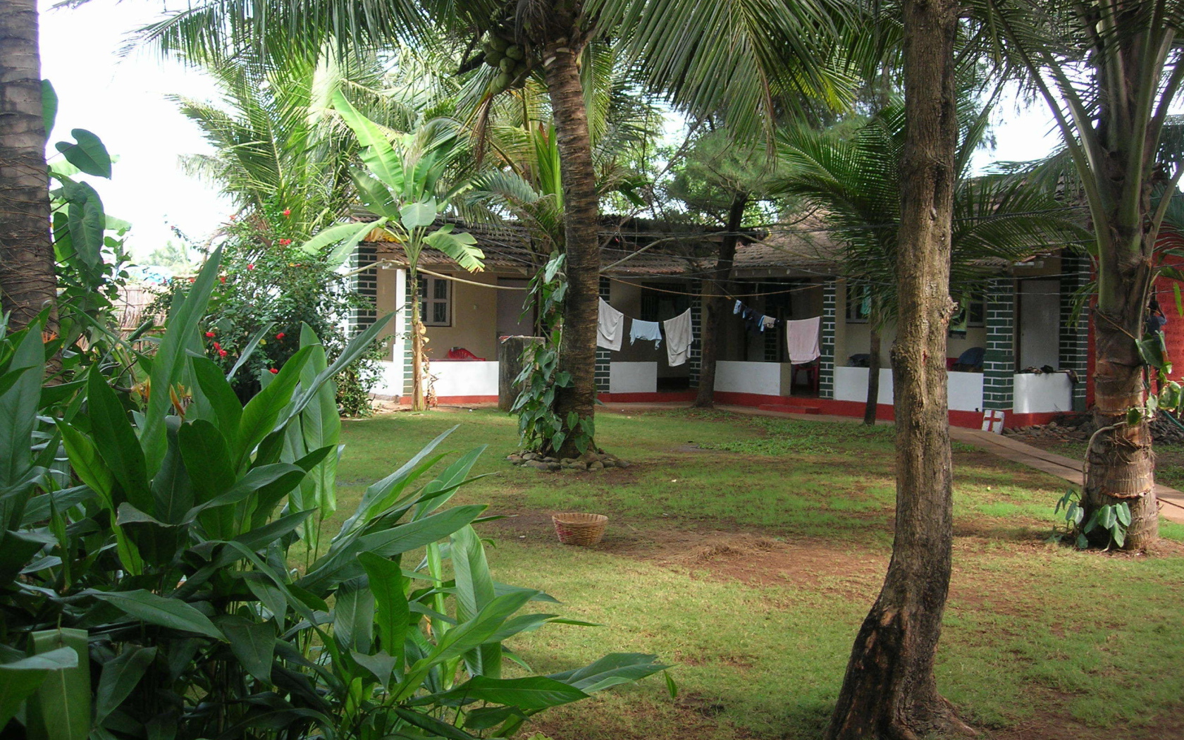 Красивые деревья в Бенаулиме