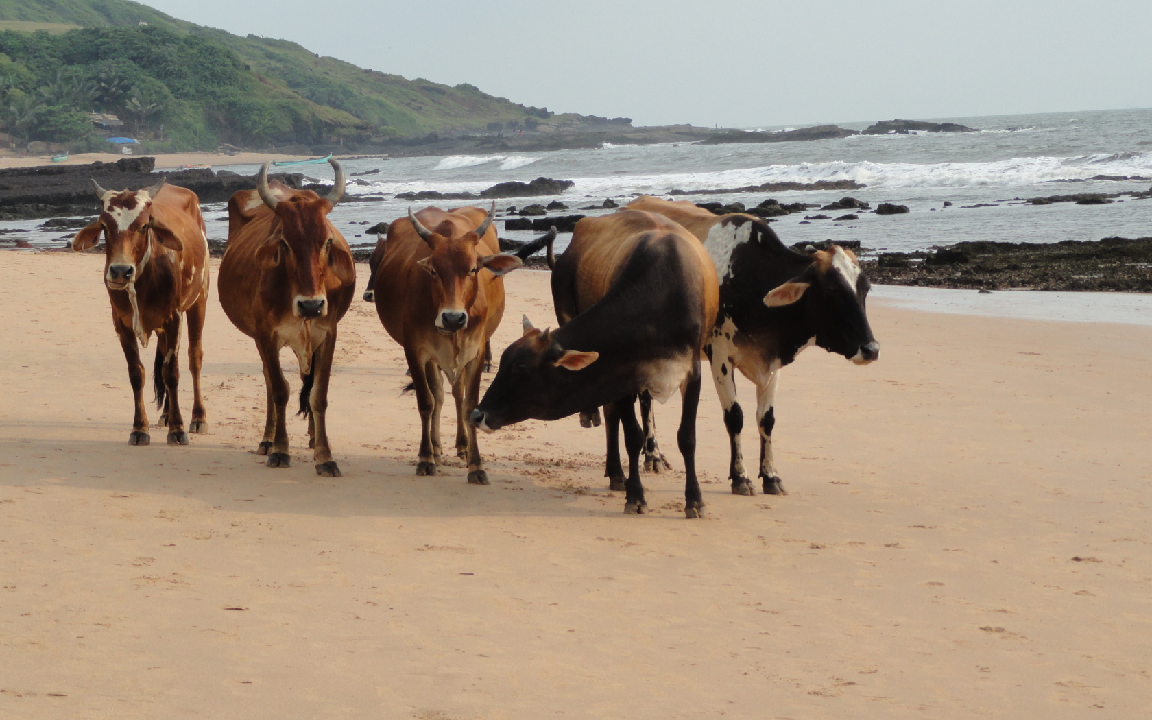 Коровы на пляже в Анджуне
