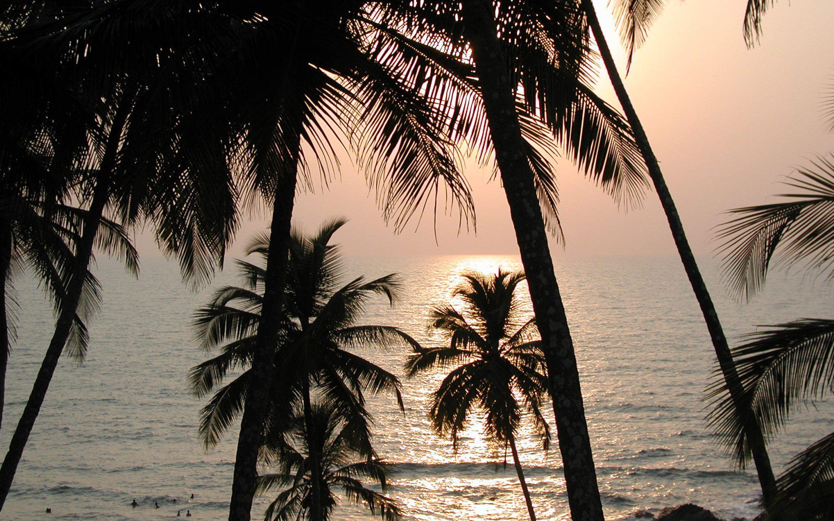 Пальмы на пляже в Вагаторе