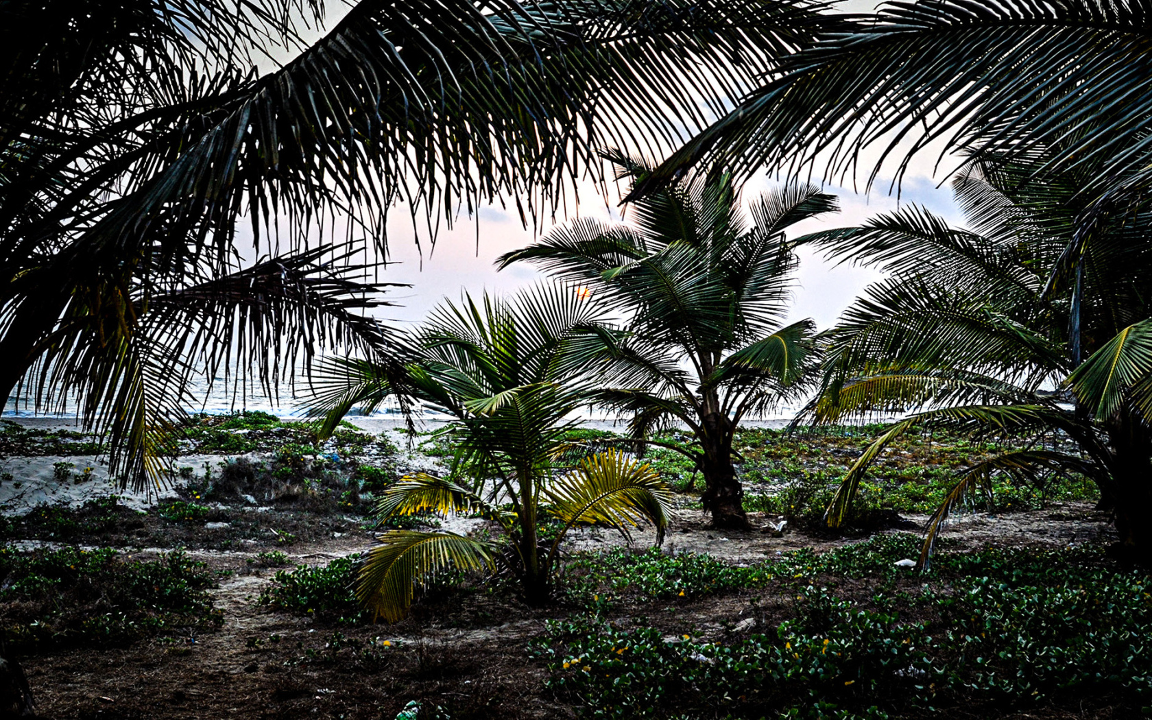 Растительность в Гоа