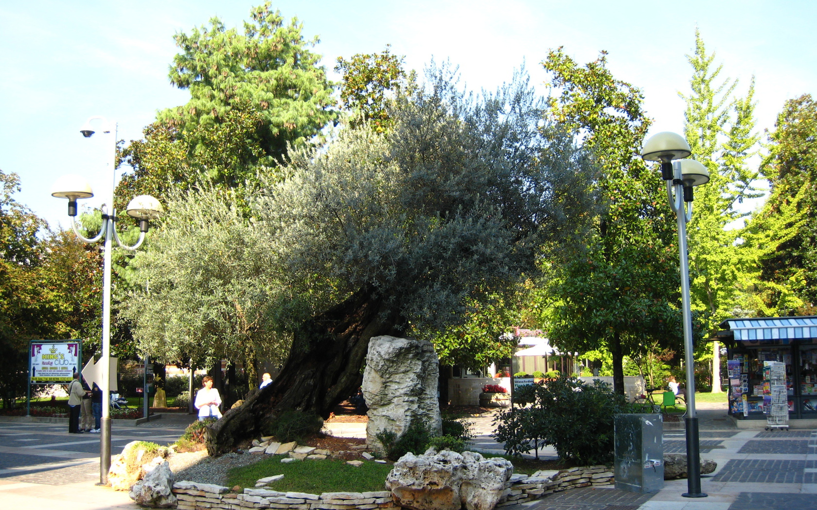 Маслина на улице на курорте Абано Терме, Италия