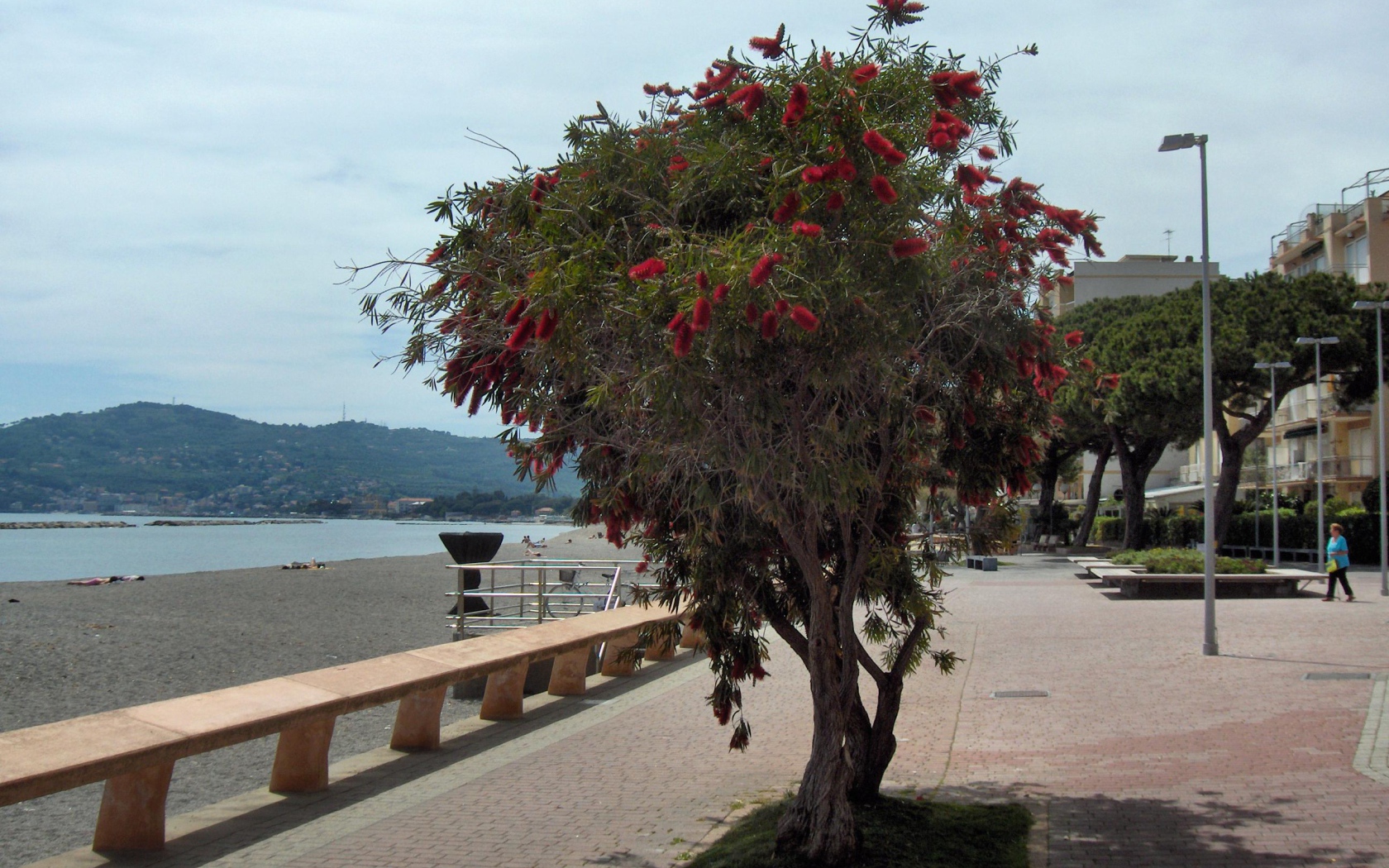 Дерево на пляже на курорте Сан Бартоломео Аль Маре, Италия