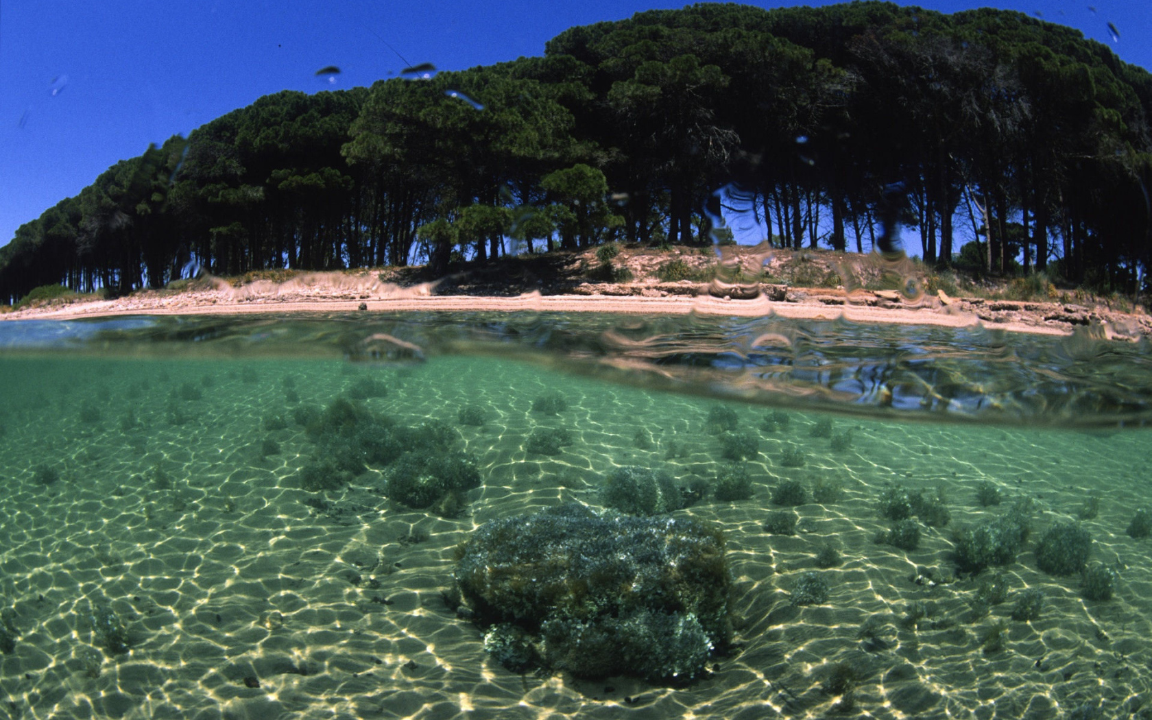 Деревья на берегу на острове Сардиния, Италия