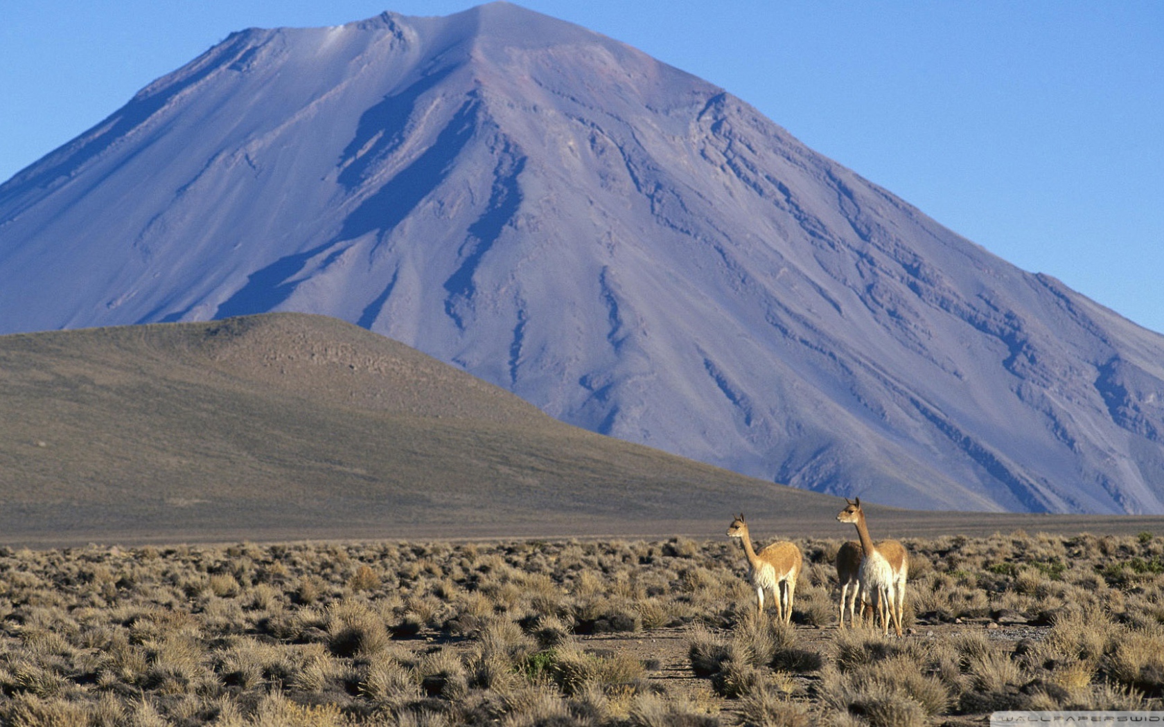 Ламы в Перу