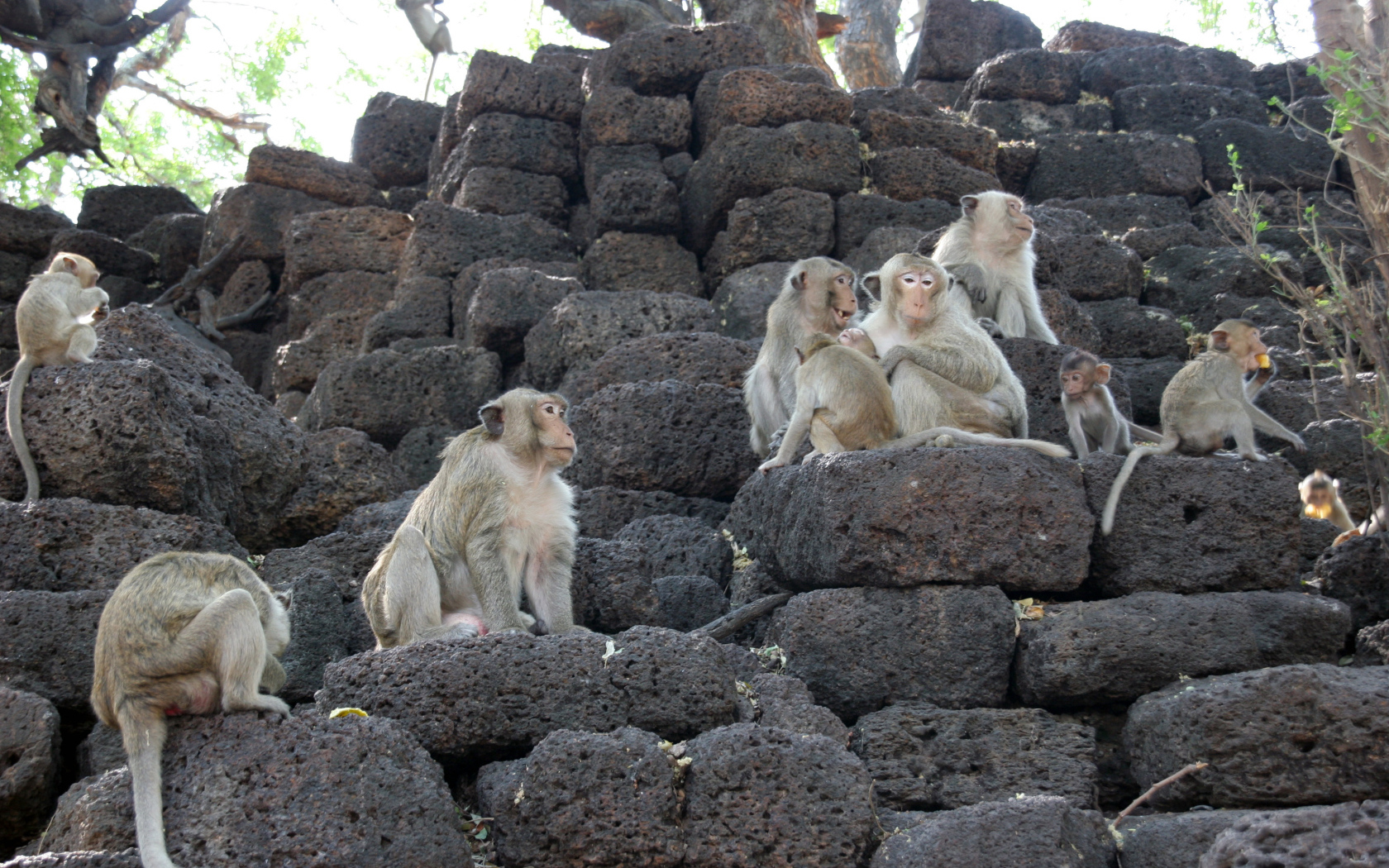 Обезьяны на камнях на курорте Лопбури, Таиланд