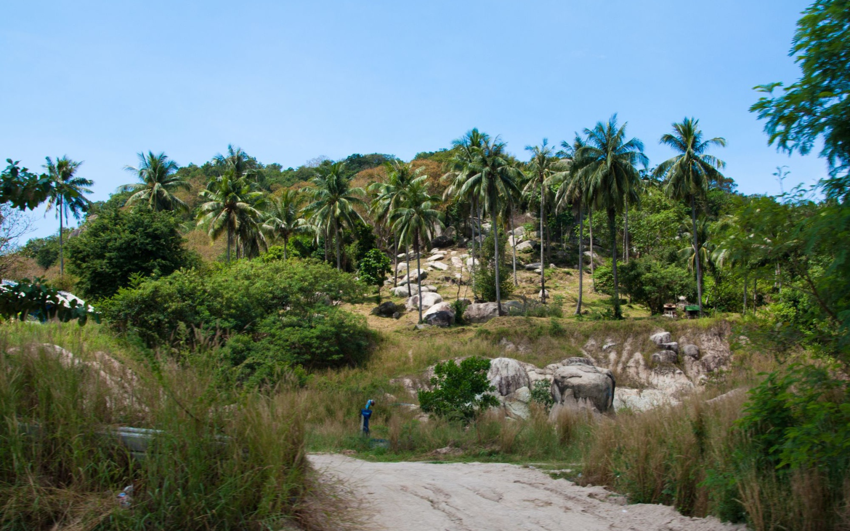 Пальмы на скале на острове Тао, Таиланд