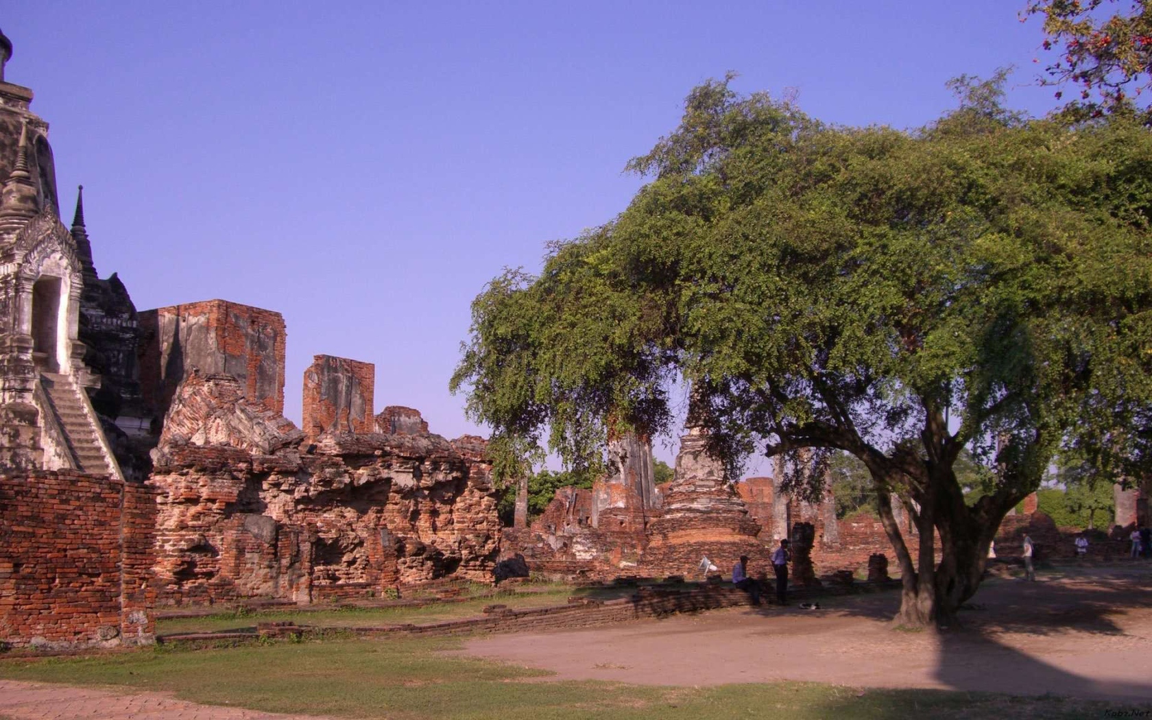 Дерево в храме на курорте Аютайя, Таиланд