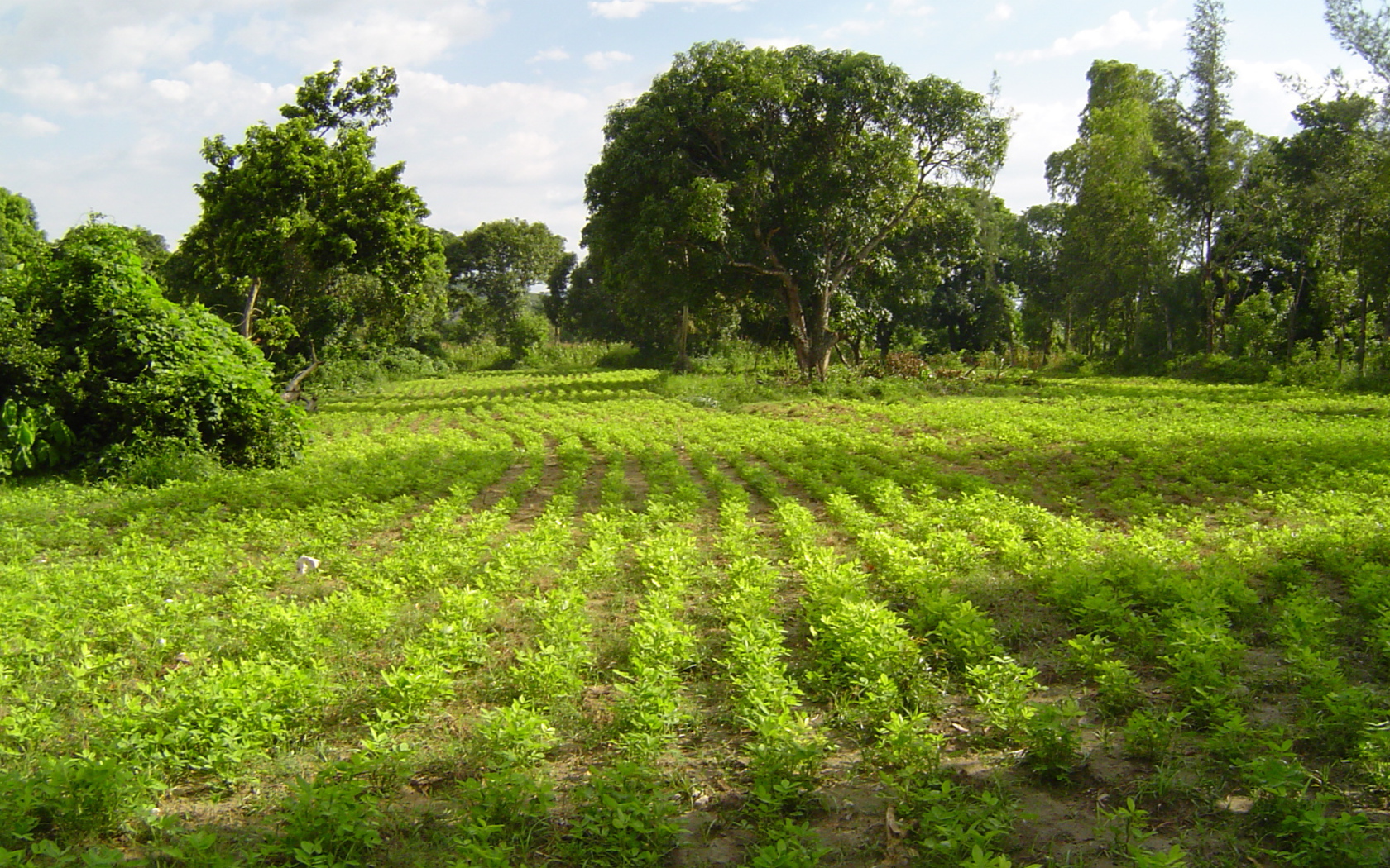 Зеленый пейзаж Гаити