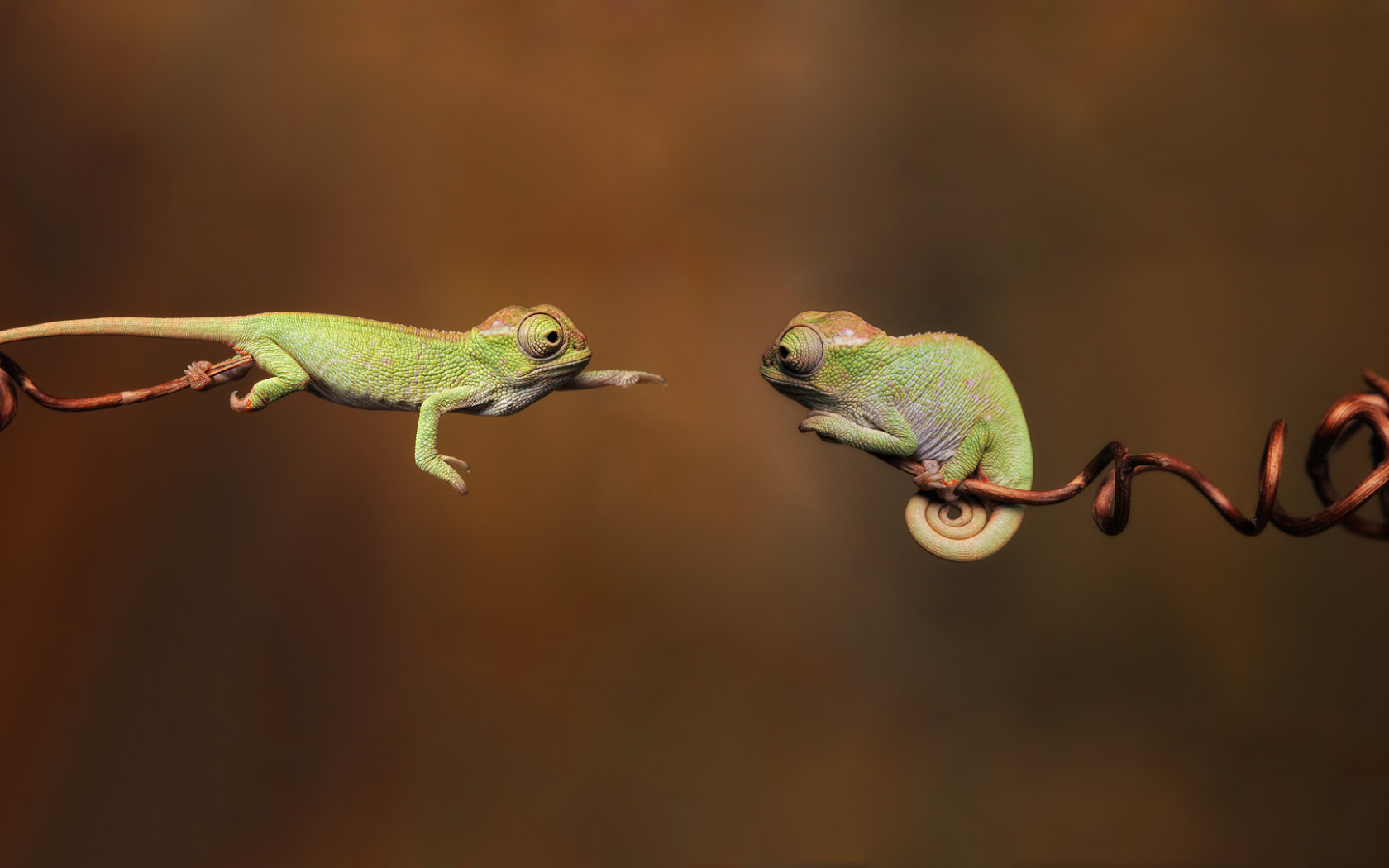 Фотография две ящерицы