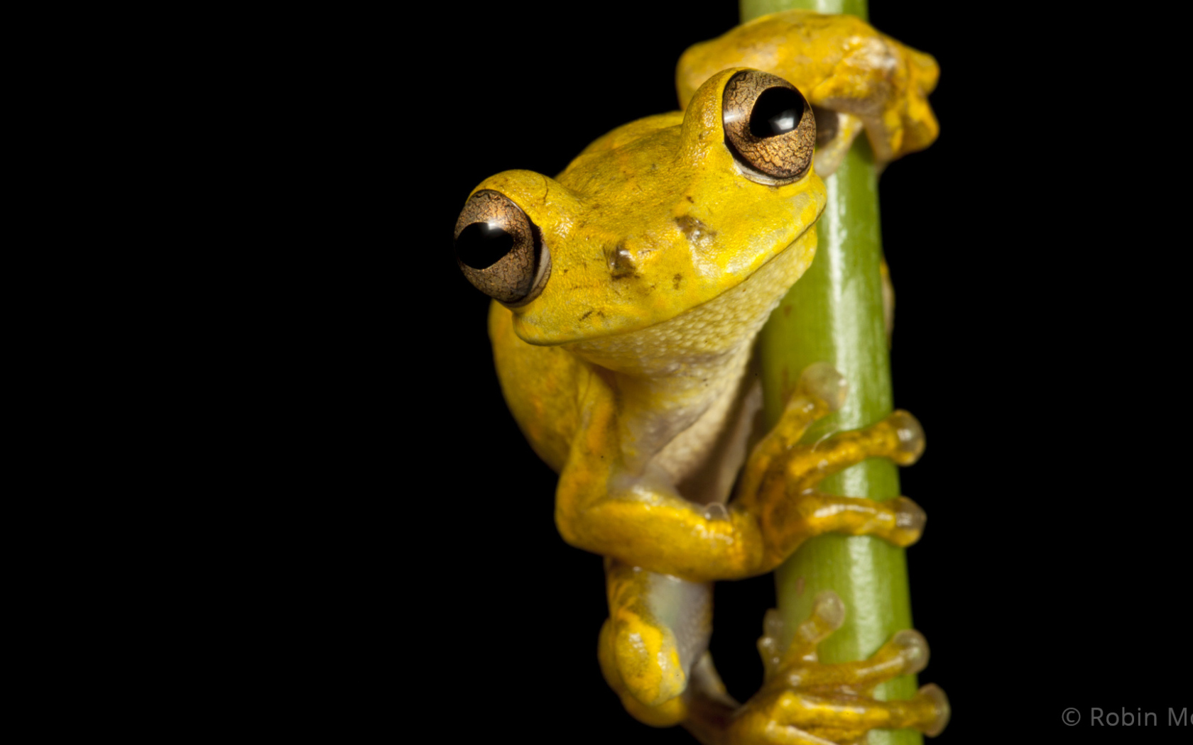 Великолепная страна Гаити