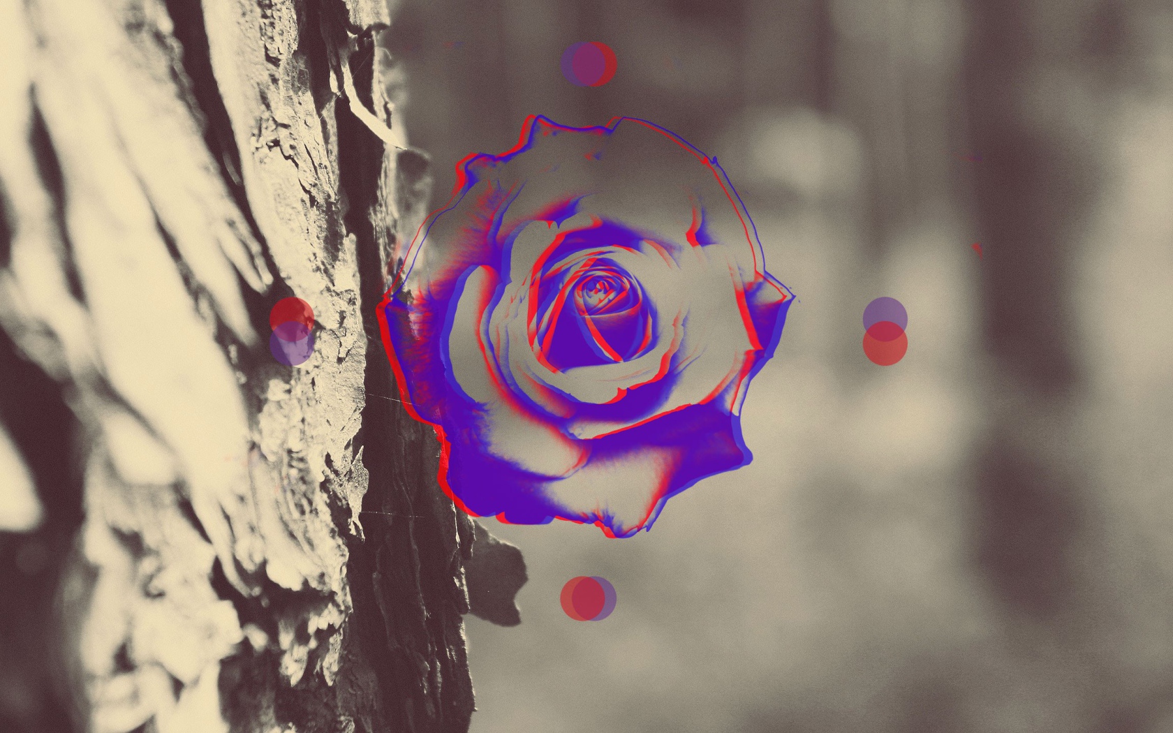 Силуэт розы на фоне ствола дерева