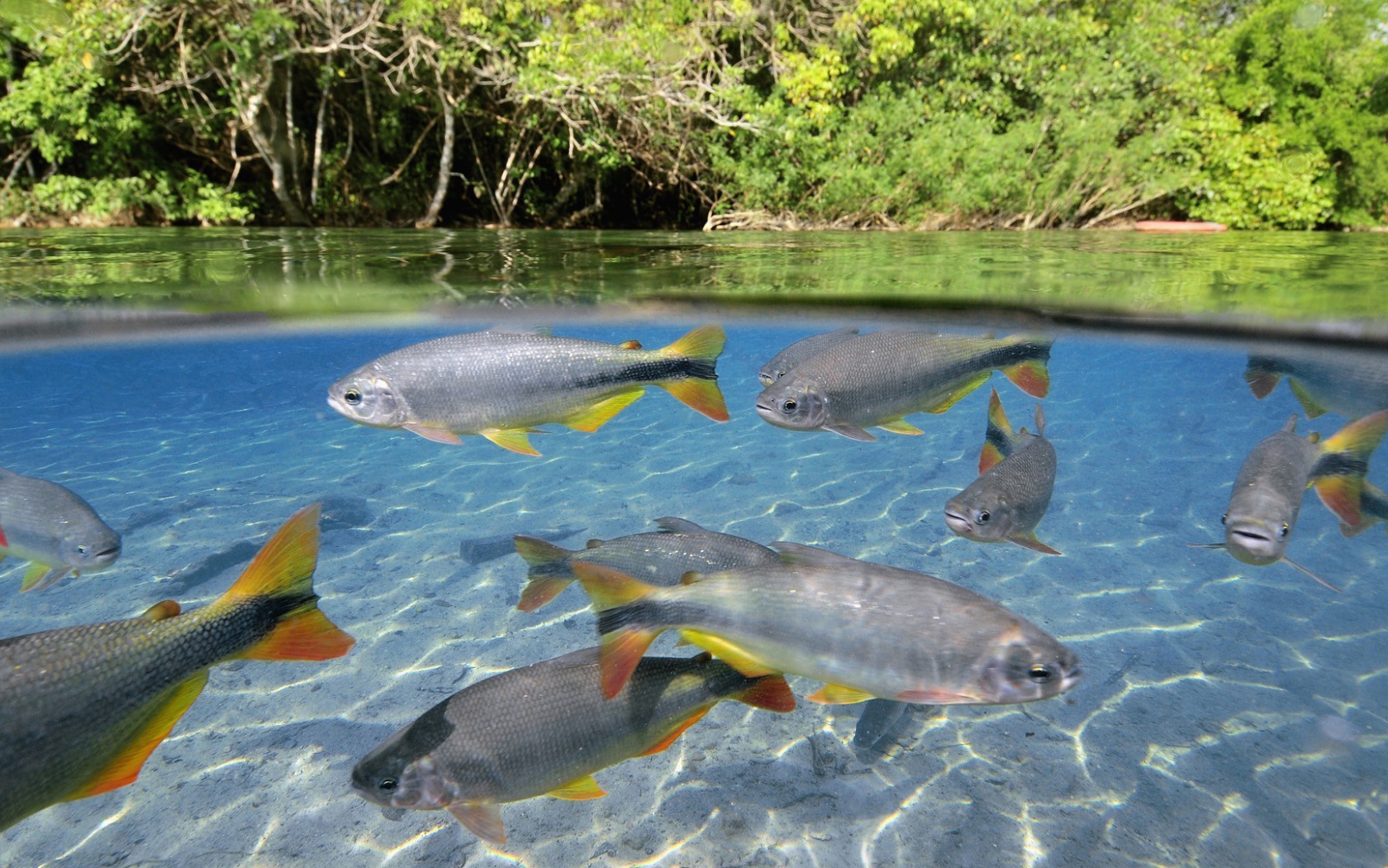 Крупная рыба в чистой воде озера