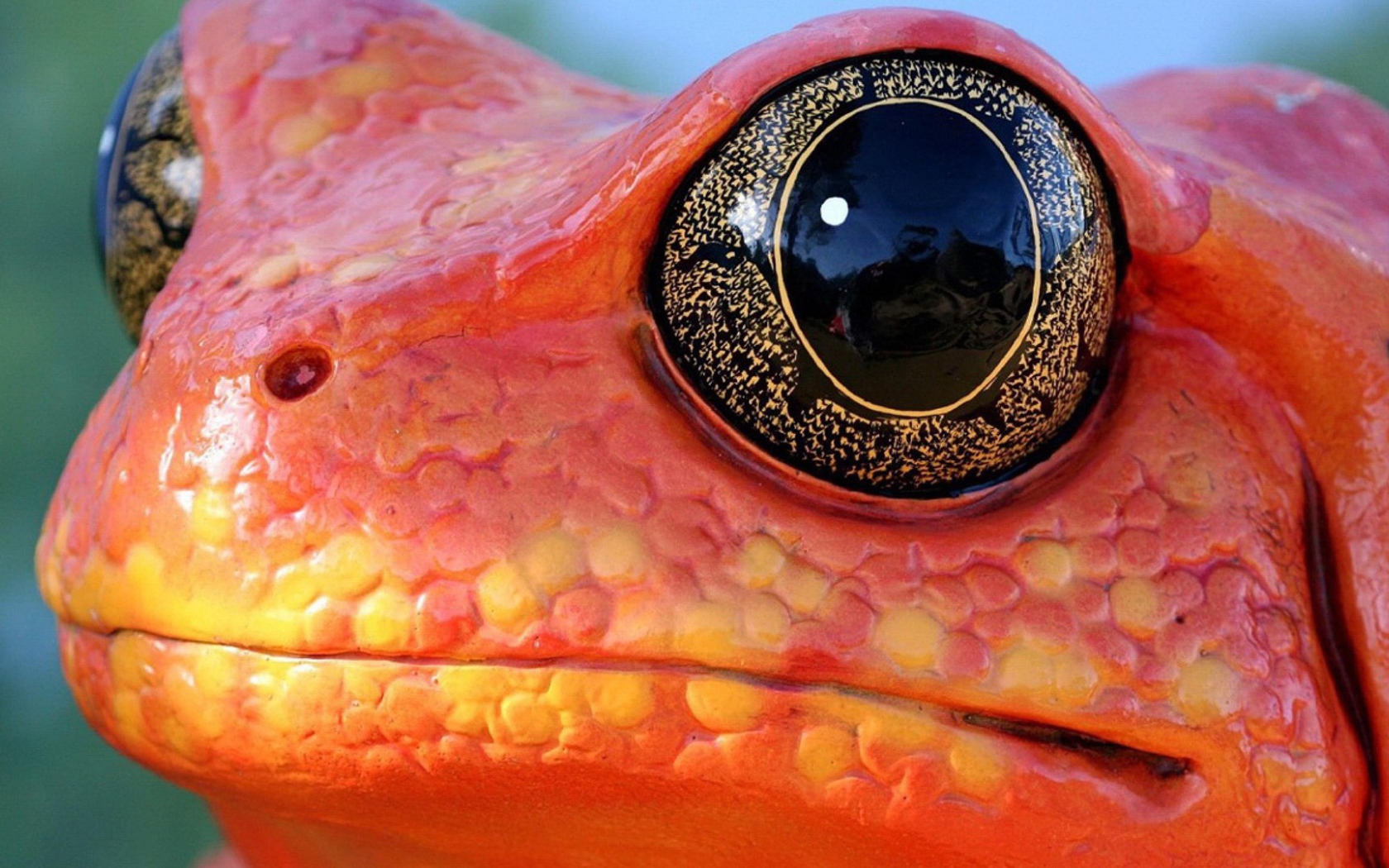 Черные глаза красной лягушки