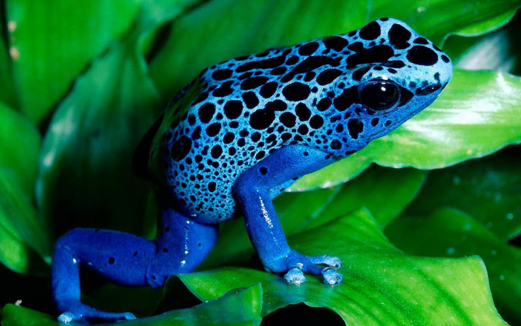 Синяя лягушка на зелени