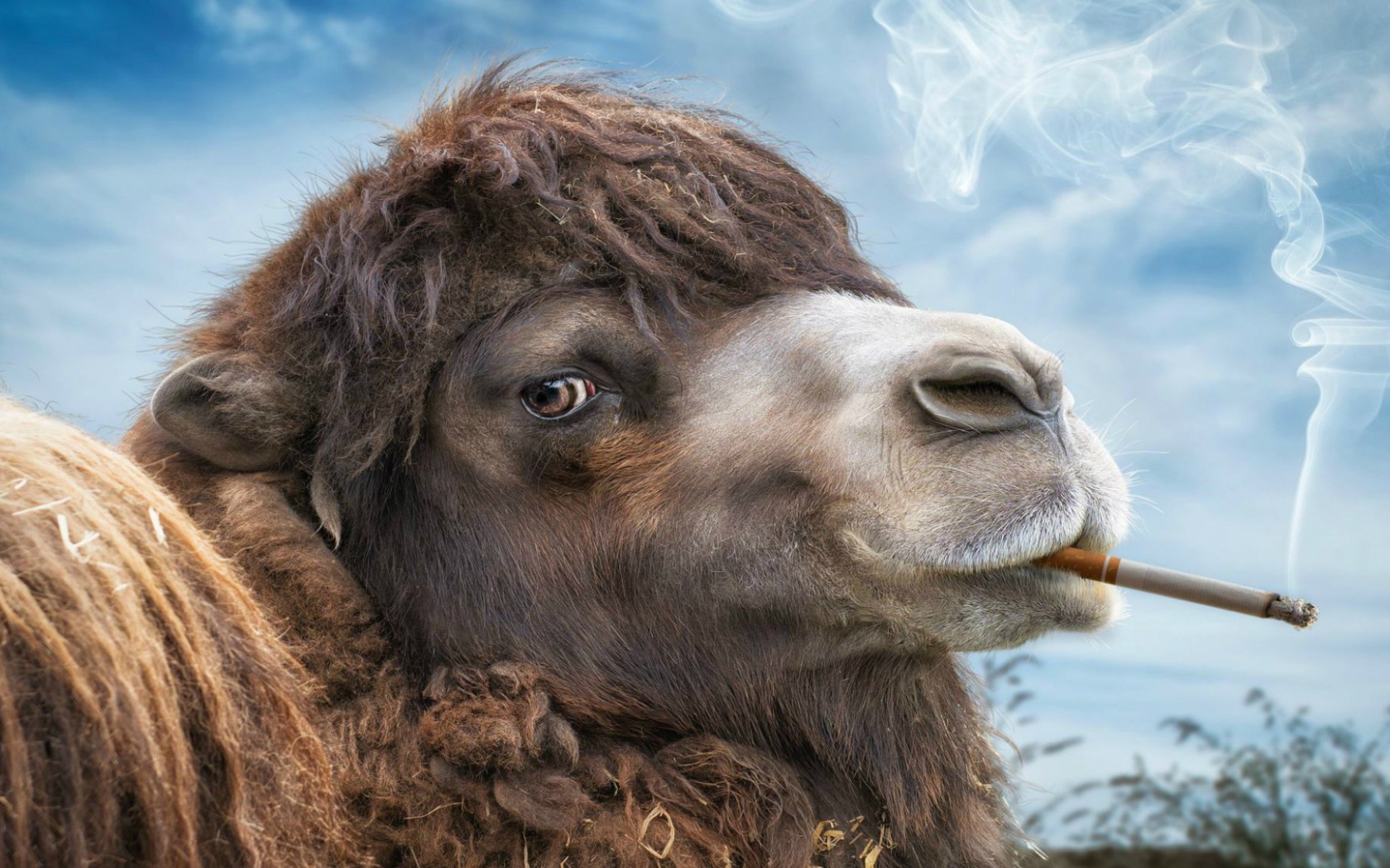Верблюд с сигаретой в зубах
