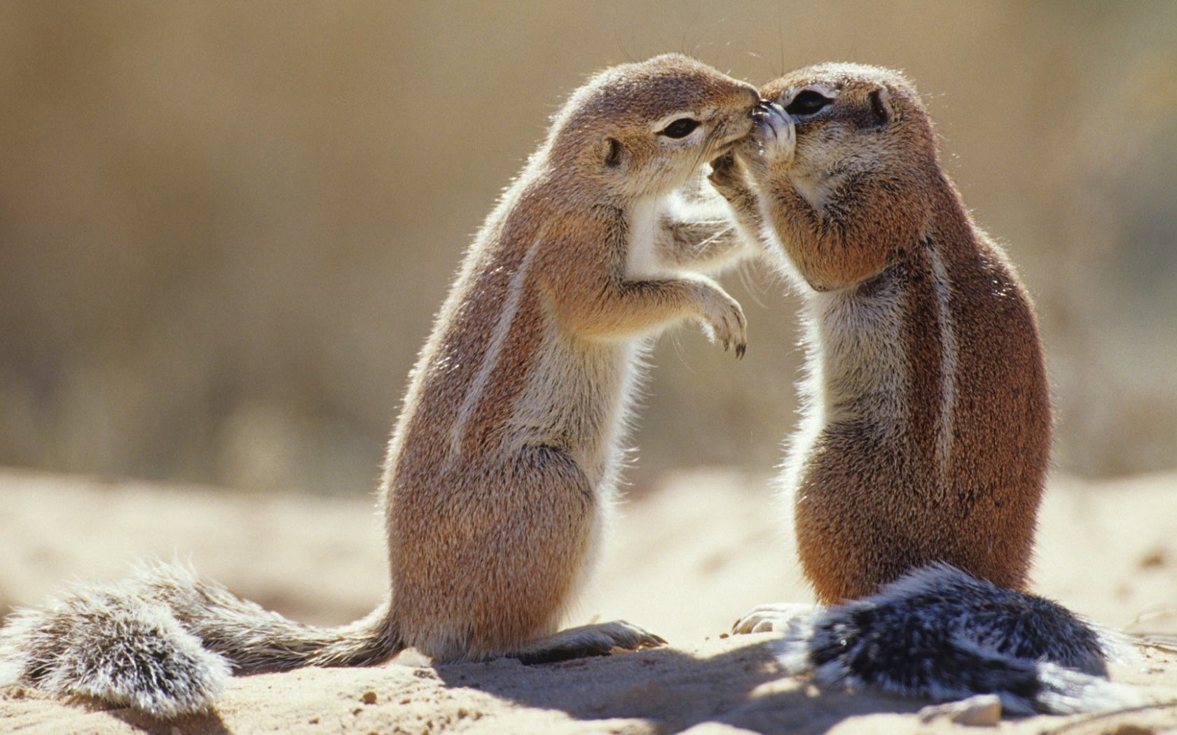 Пара сурков общаются