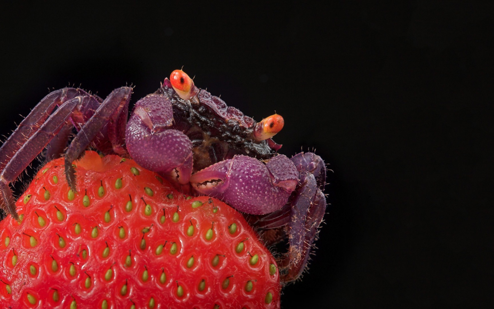 Краб на клубнике