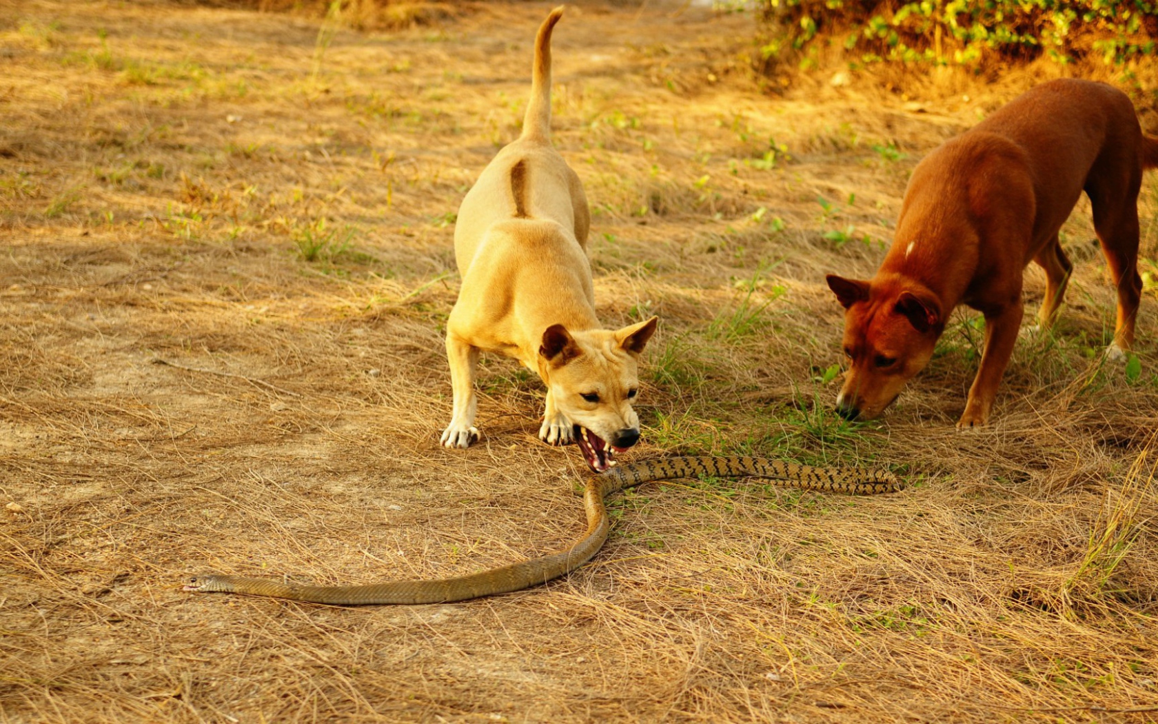 Собаки и королевская кобра