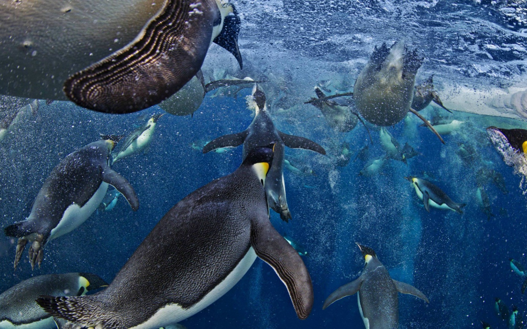 Императорские пингвины в море Росса в Антарктиде