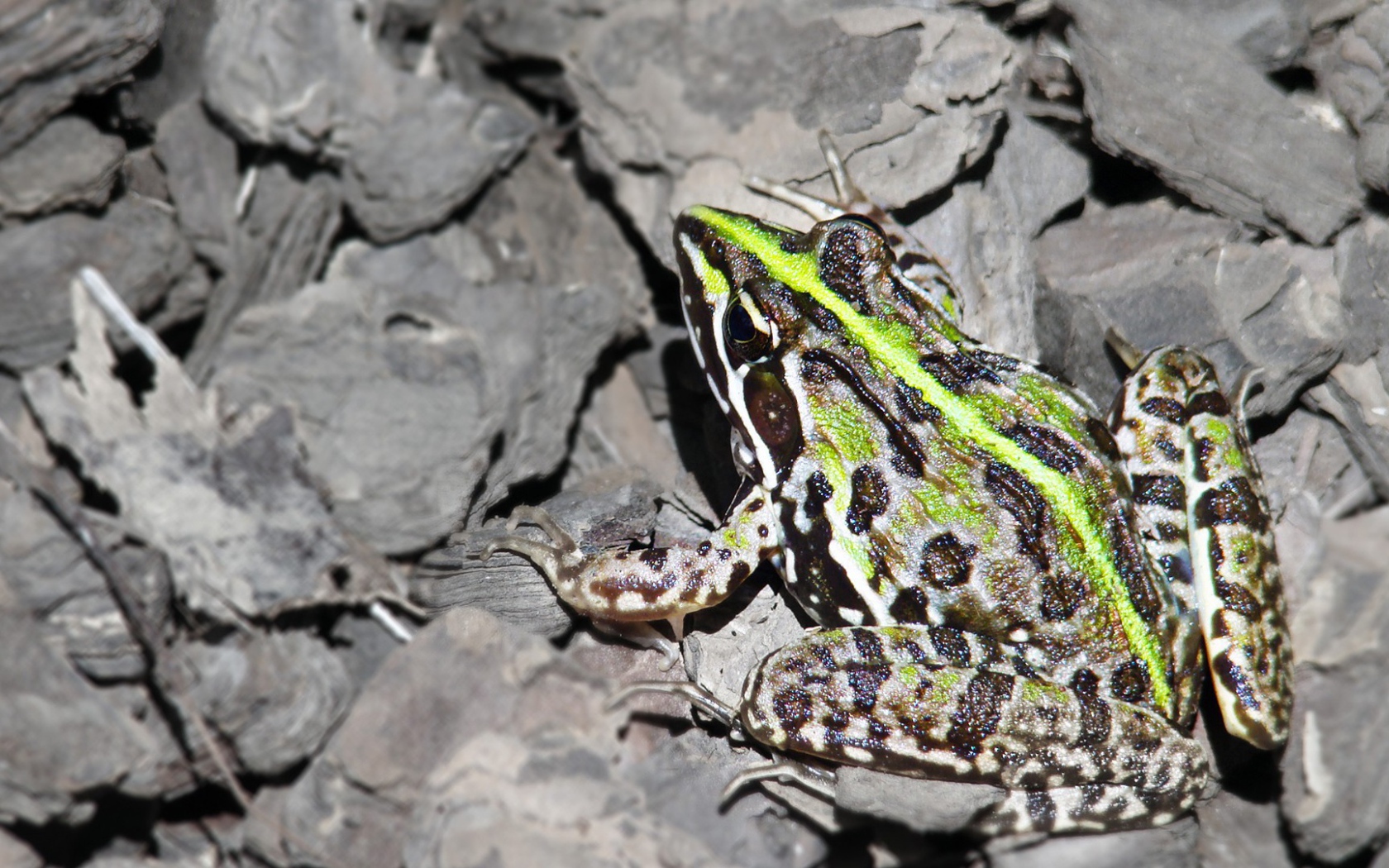 Лягушка на серых камнях