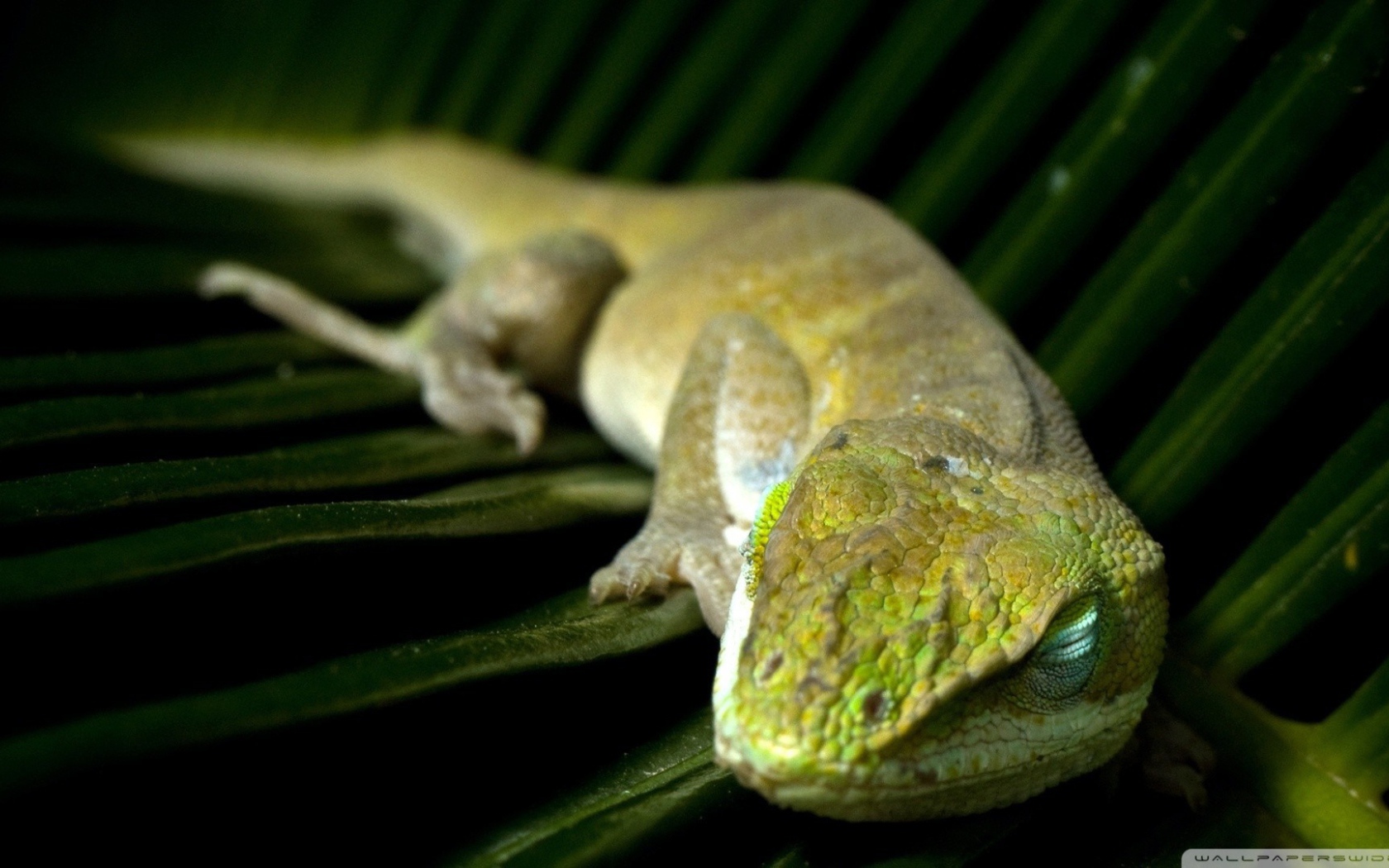 Зеленая ящерица спит на большом листе