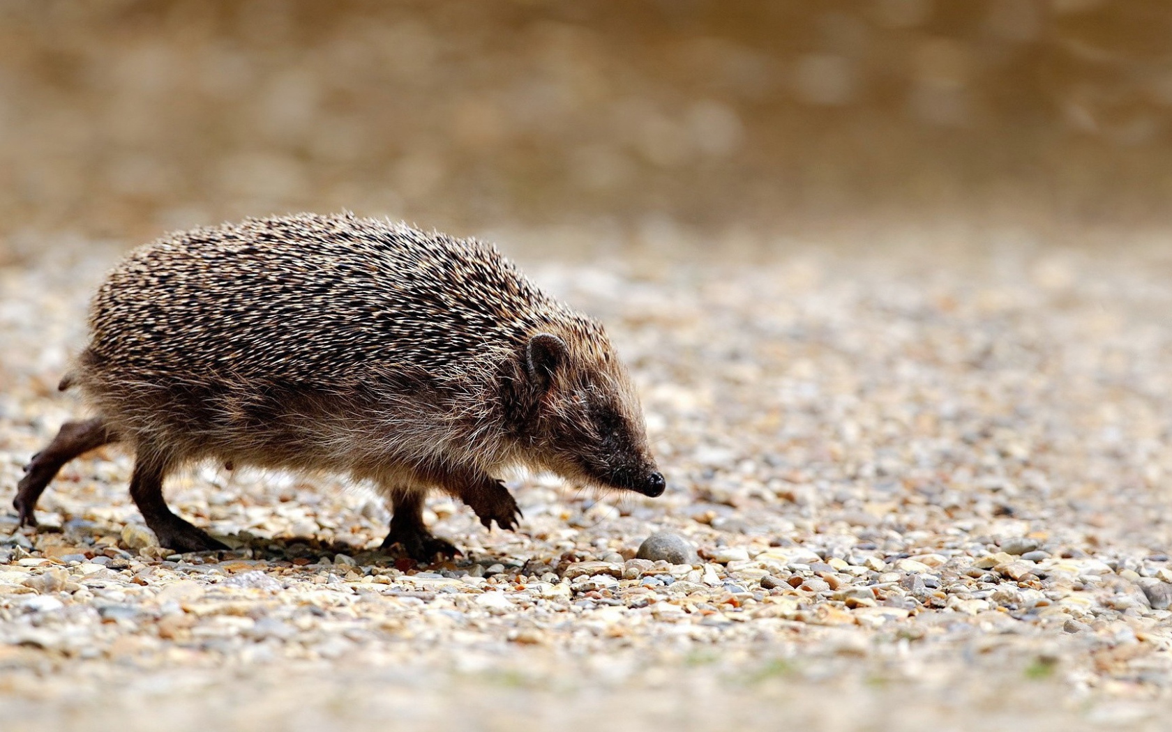 Ежик идет по своим делам